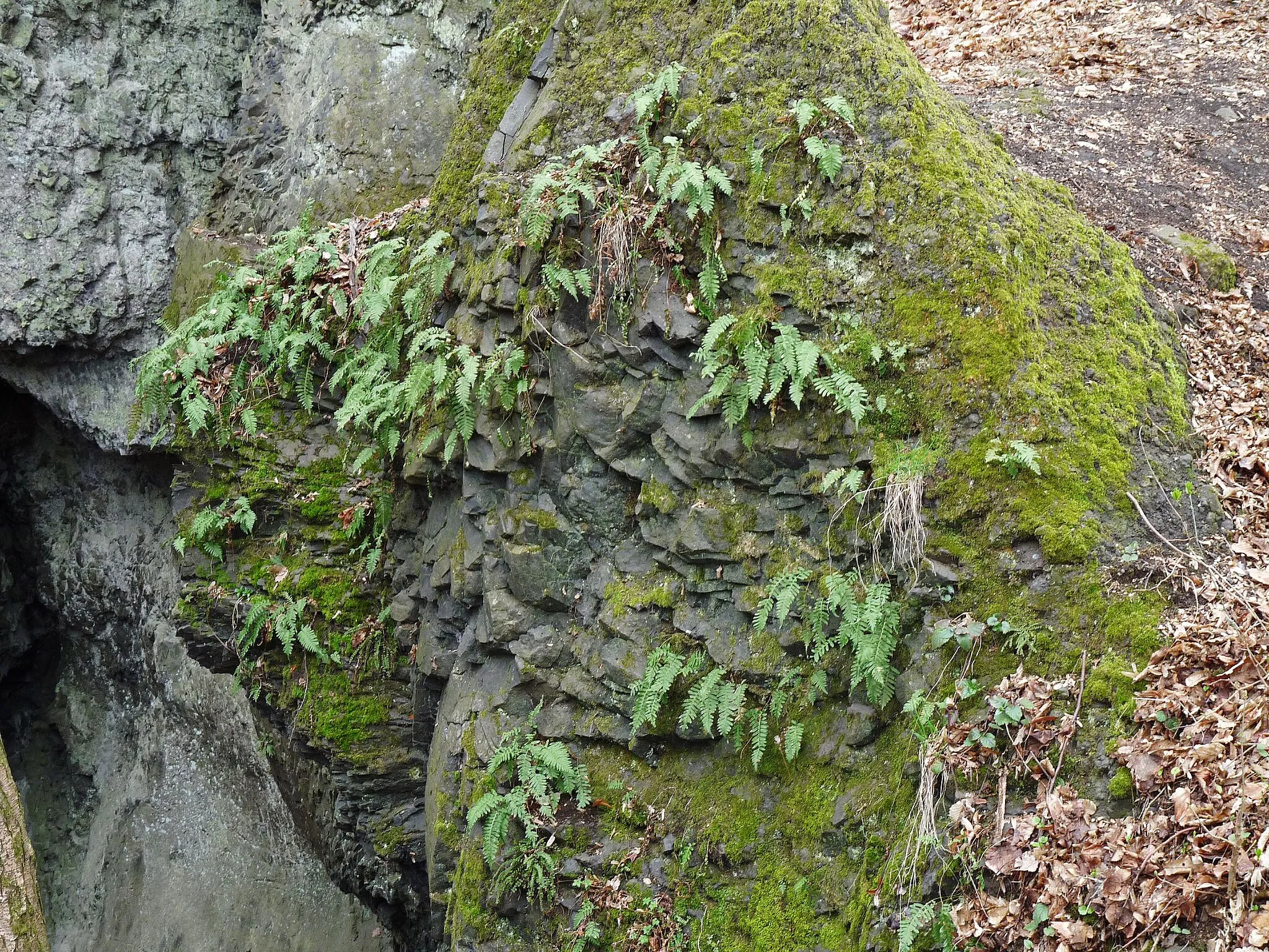 Photo showing: Fern in the natural reserve of Vrch Baba at the town of Kosmonosy, okres Mladá Boleslav District, Czech Republic.