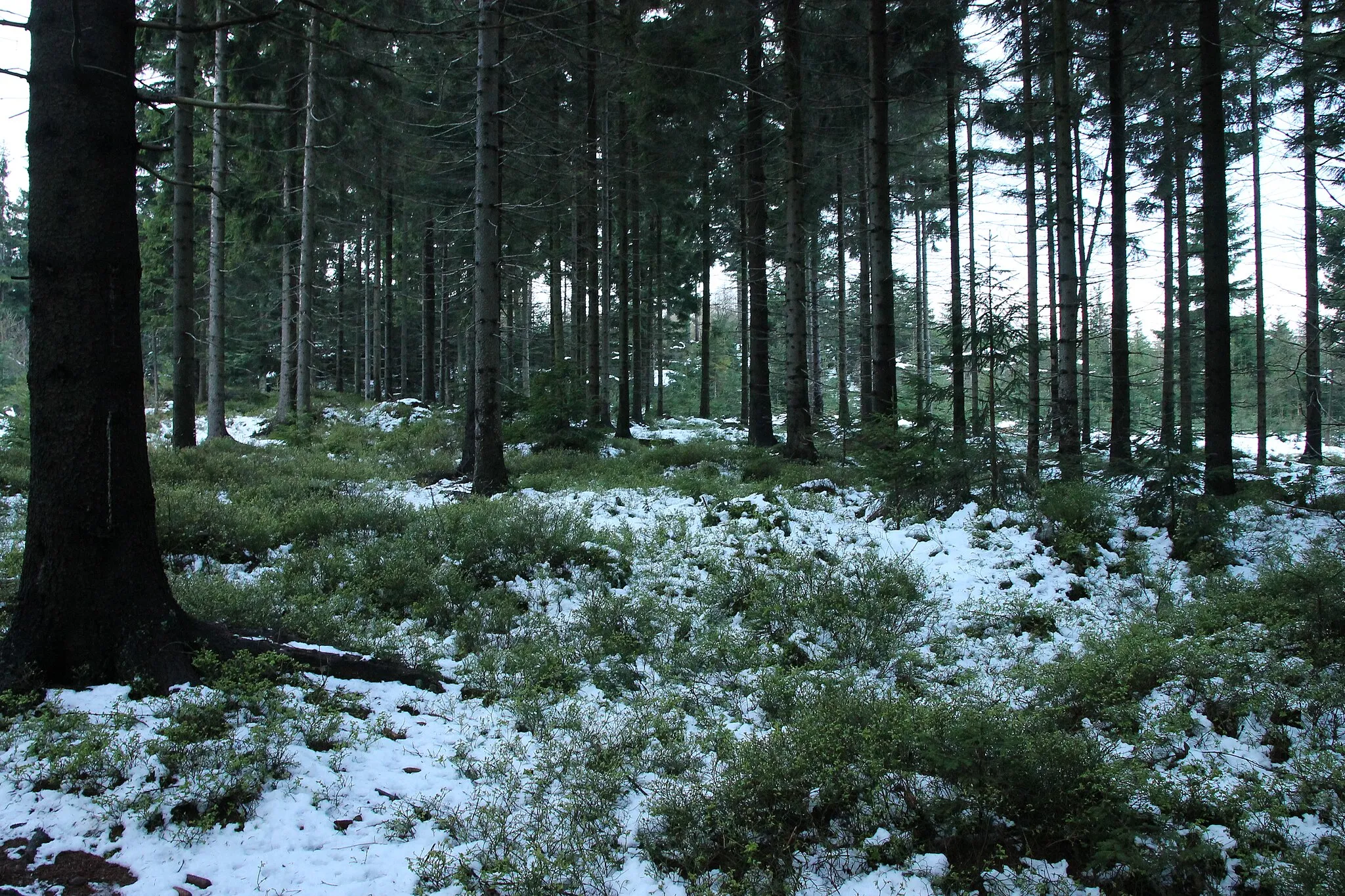 Photo showing: Broumovské stěny, snow still laying on the ground at the end of April