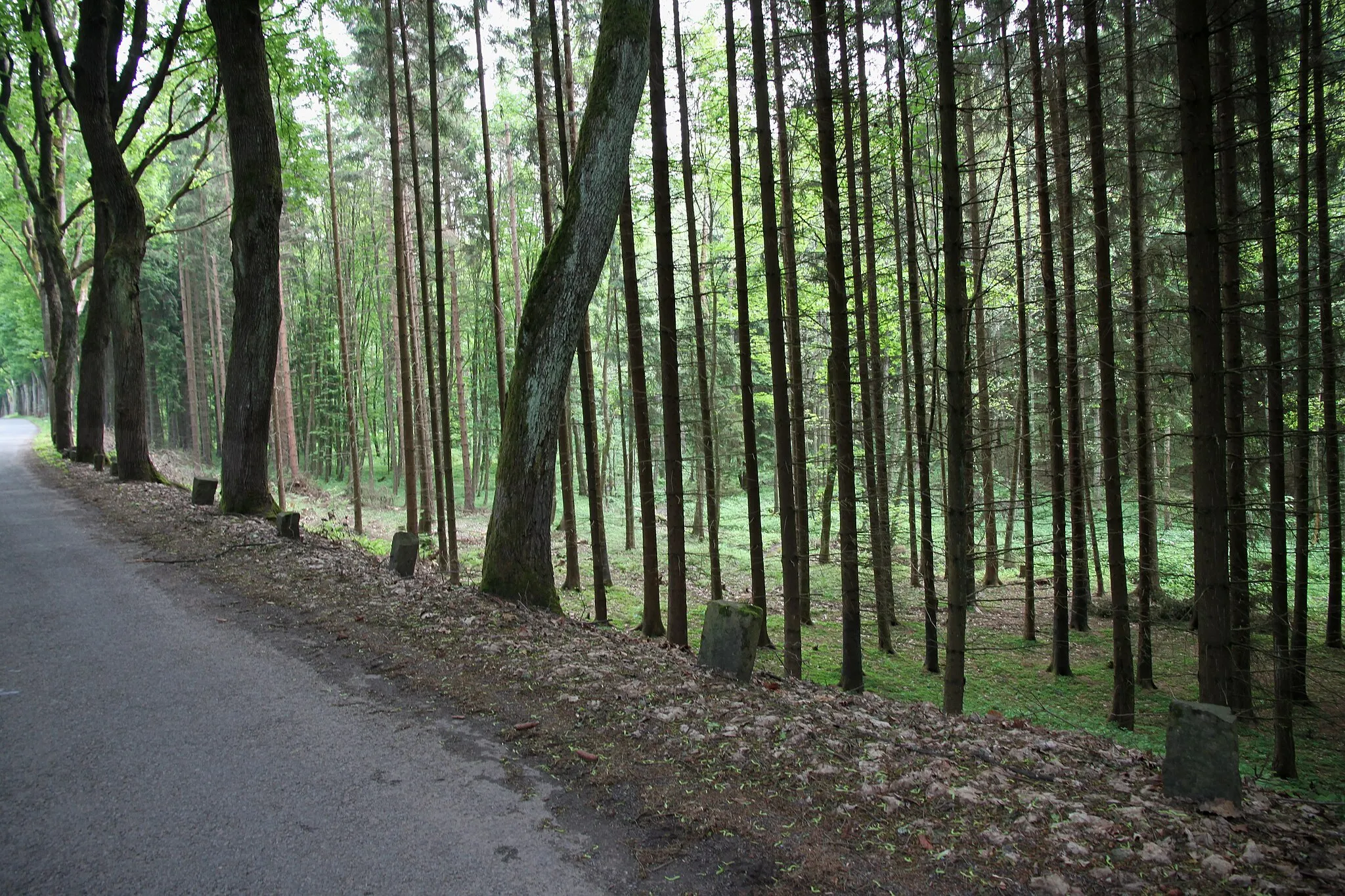 Photo showing: Roadside stones at the road no. II/303 in Náchod District, Czechia