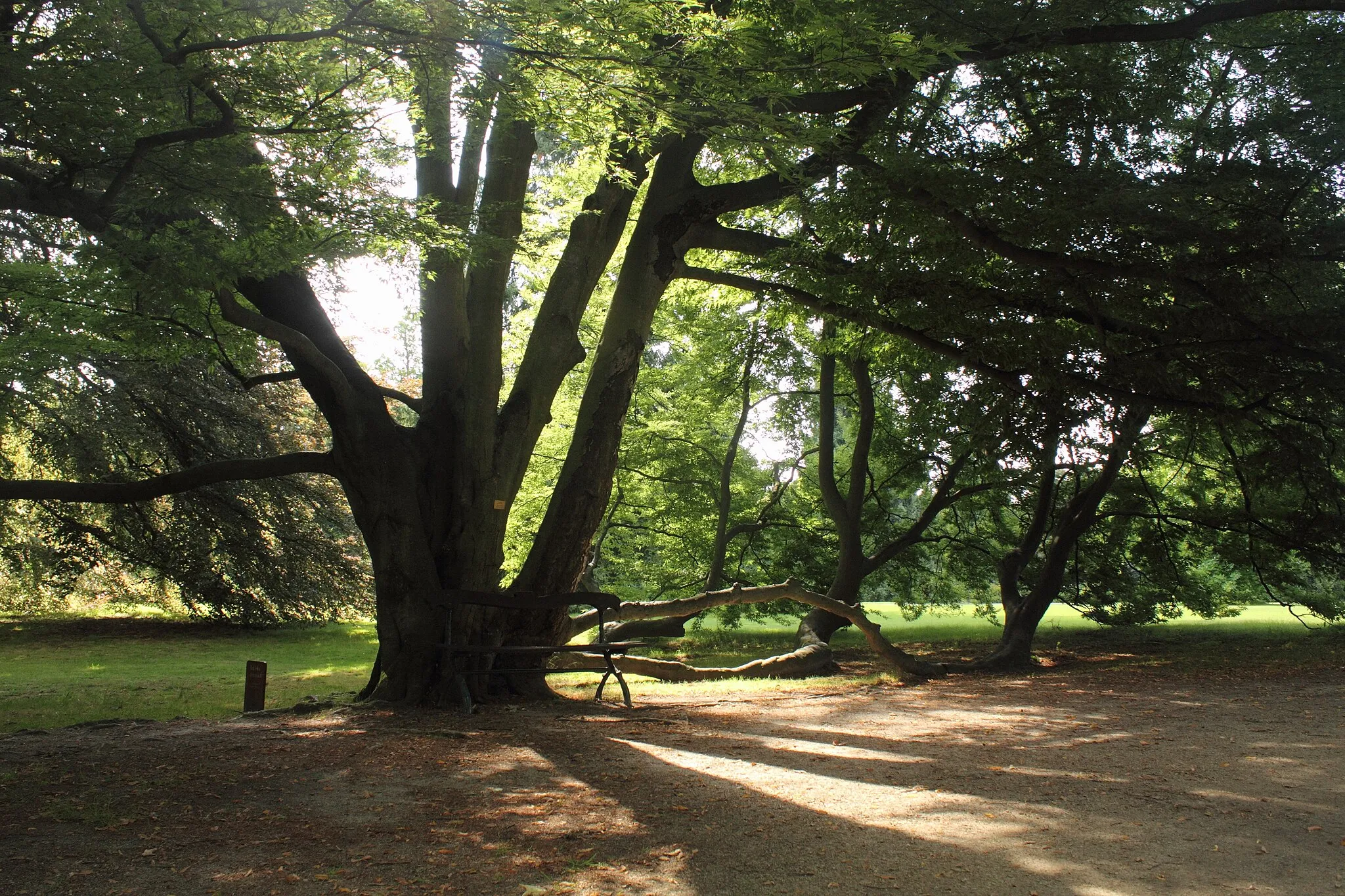 Photo showing: Buk lesní - střihanolistý (Fagus sylvatica - Asplenifolia), Zámecký park Sychrov