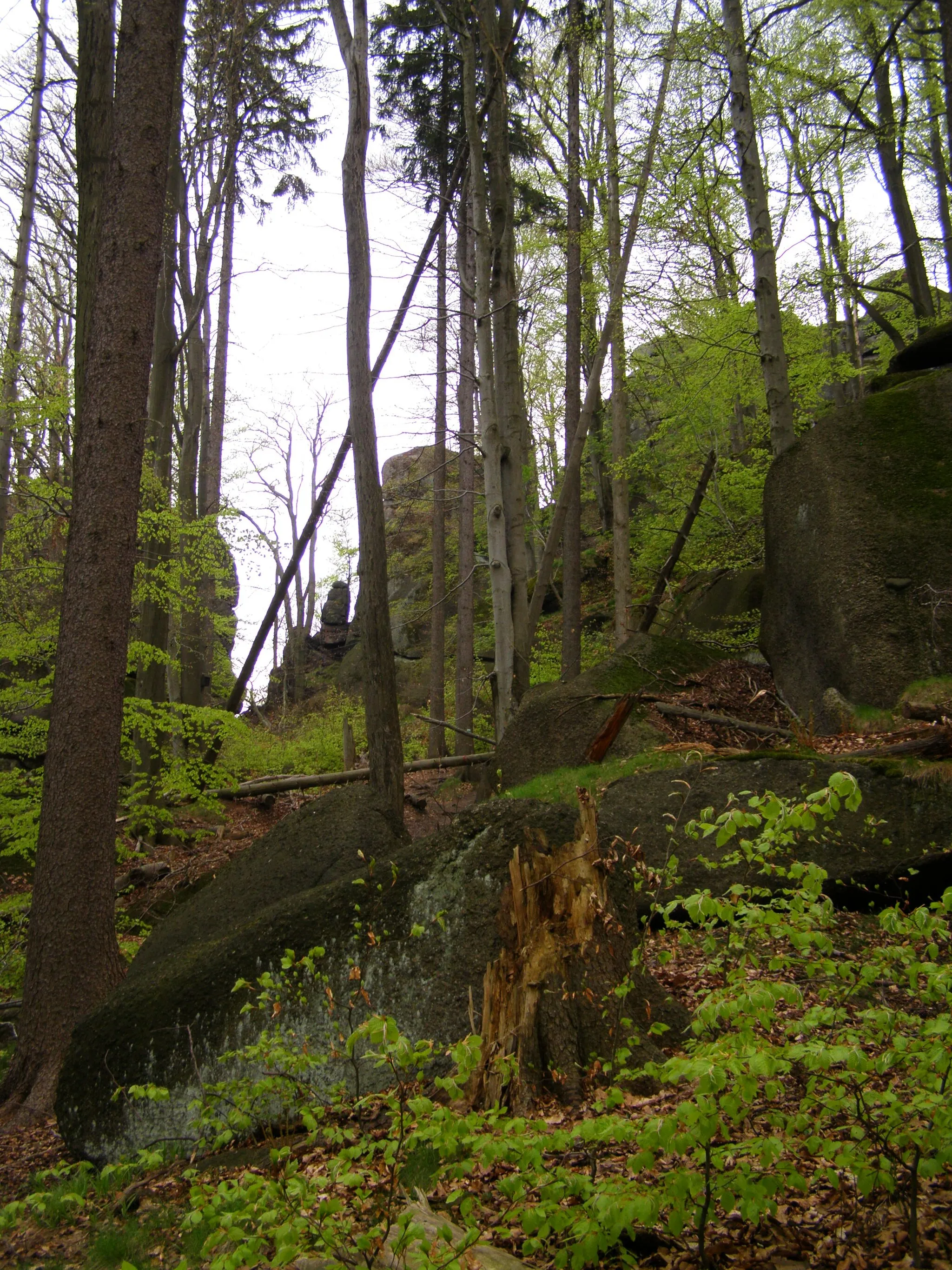 Photo showing: Oldřichovská vrchovina, NPR Jizerskohorské bučiny, skály na severovýchodním úbočí Stržový vrch (704 m)