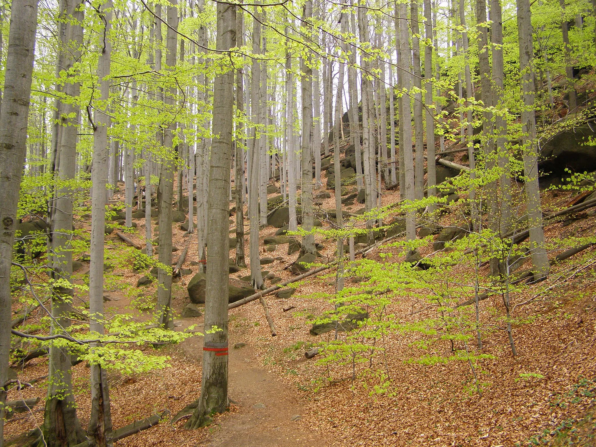 Photo showing: Oldřichovská vrchovina, NPR Jizerskohorské bučiny, jižní úbočí vrcholu Kopřivník (598 m)