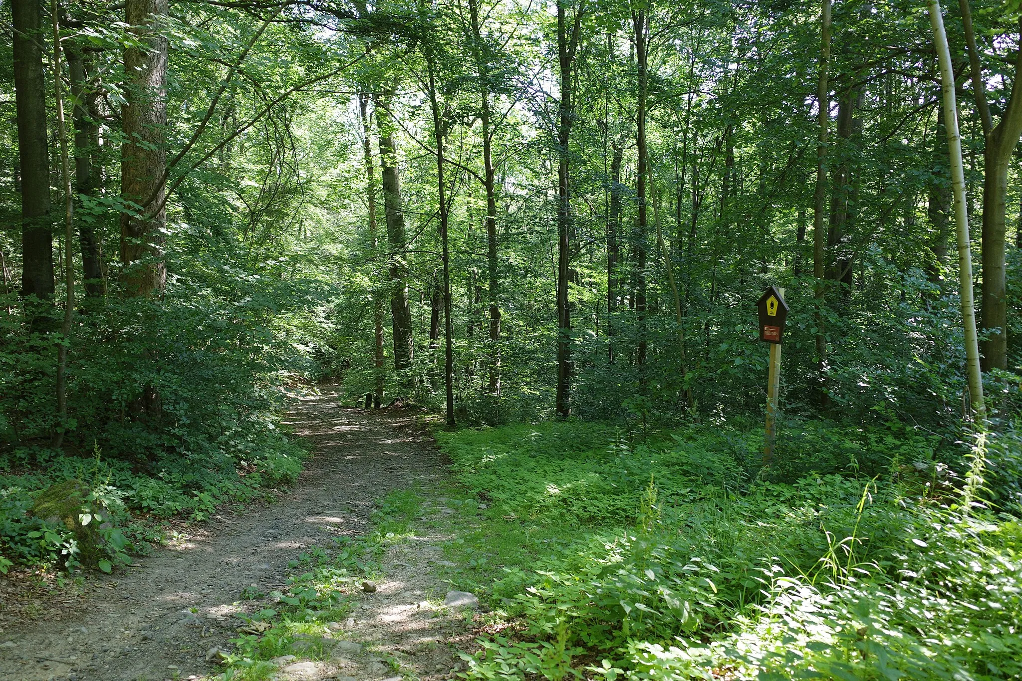 Photo showing: Oybin, Naturdenkmal Wald an der Alten Hainstraße.