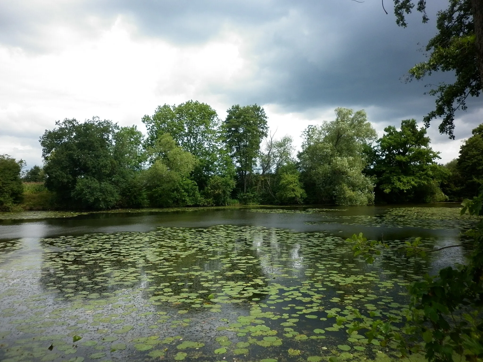 Photo showing: Natural monument "Mělické labiště" in Pardubice District, Czech Republic. Old river channel of Elbe with typical plant and animal species. Water surface covered with Nuphar lutea.