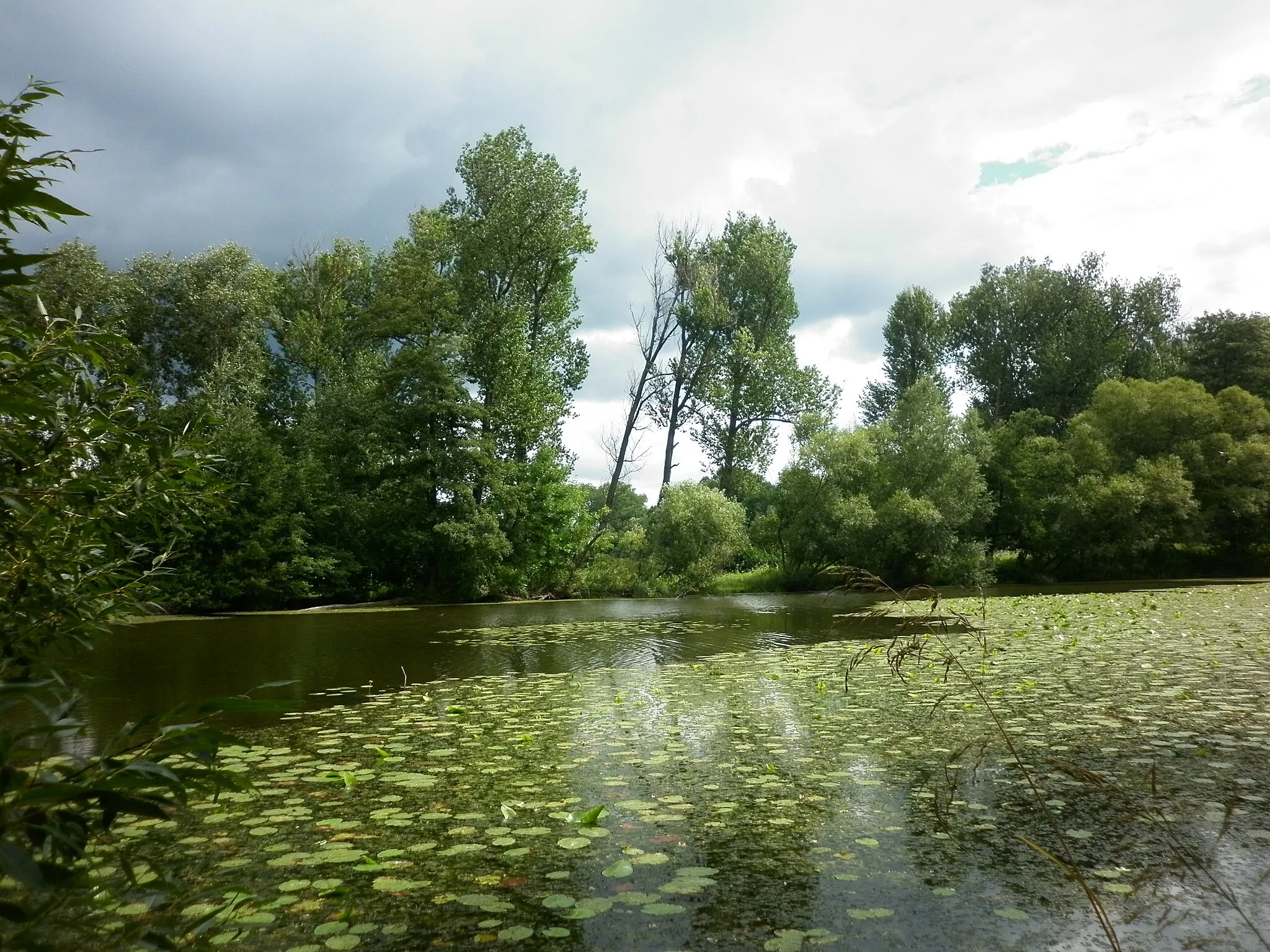 Photo showing: Natural monument "Mělické labiště" in Pardubice District, Czech Republic. Old river channel of Elbe with typical plant and animal species. Water surface covered with Nuphar lutea.