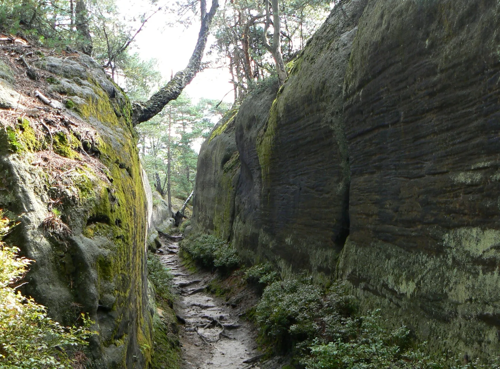 Photo showing: Footpath to the top of the Vlhošť Hill (in nature reserve Vlhošť), Česká Lípa District