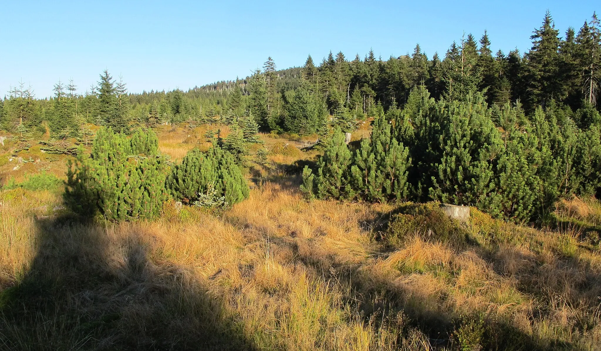 Photo showing: Nature reserve Klečové louky in Jizera Mountains, Liberec District in Czech Republic