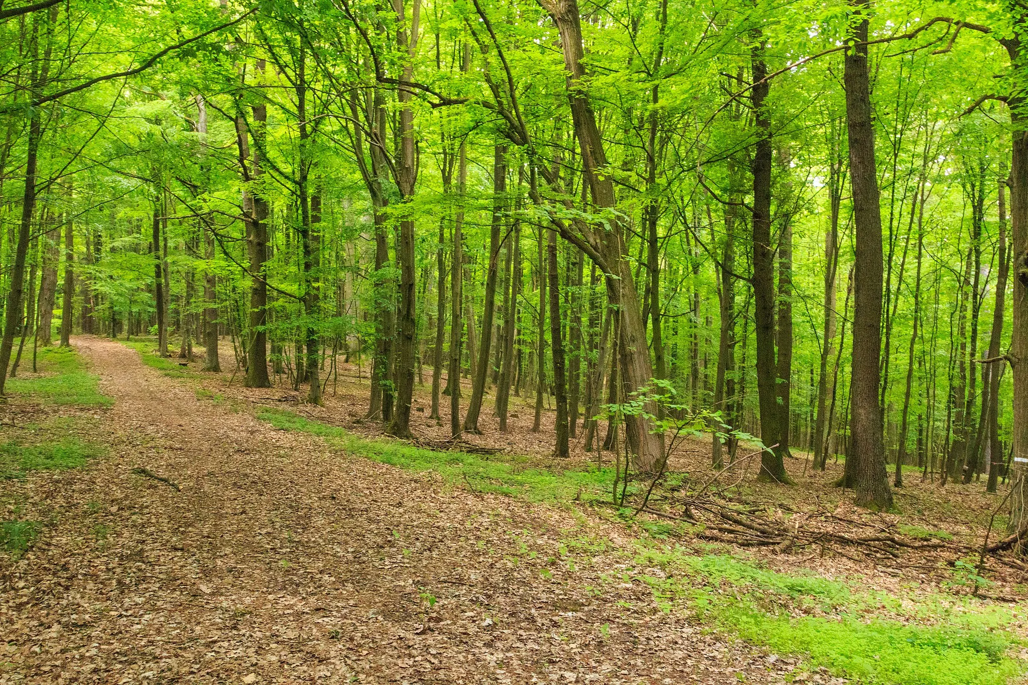 Photo showing: Přírodní rezervace Žernov