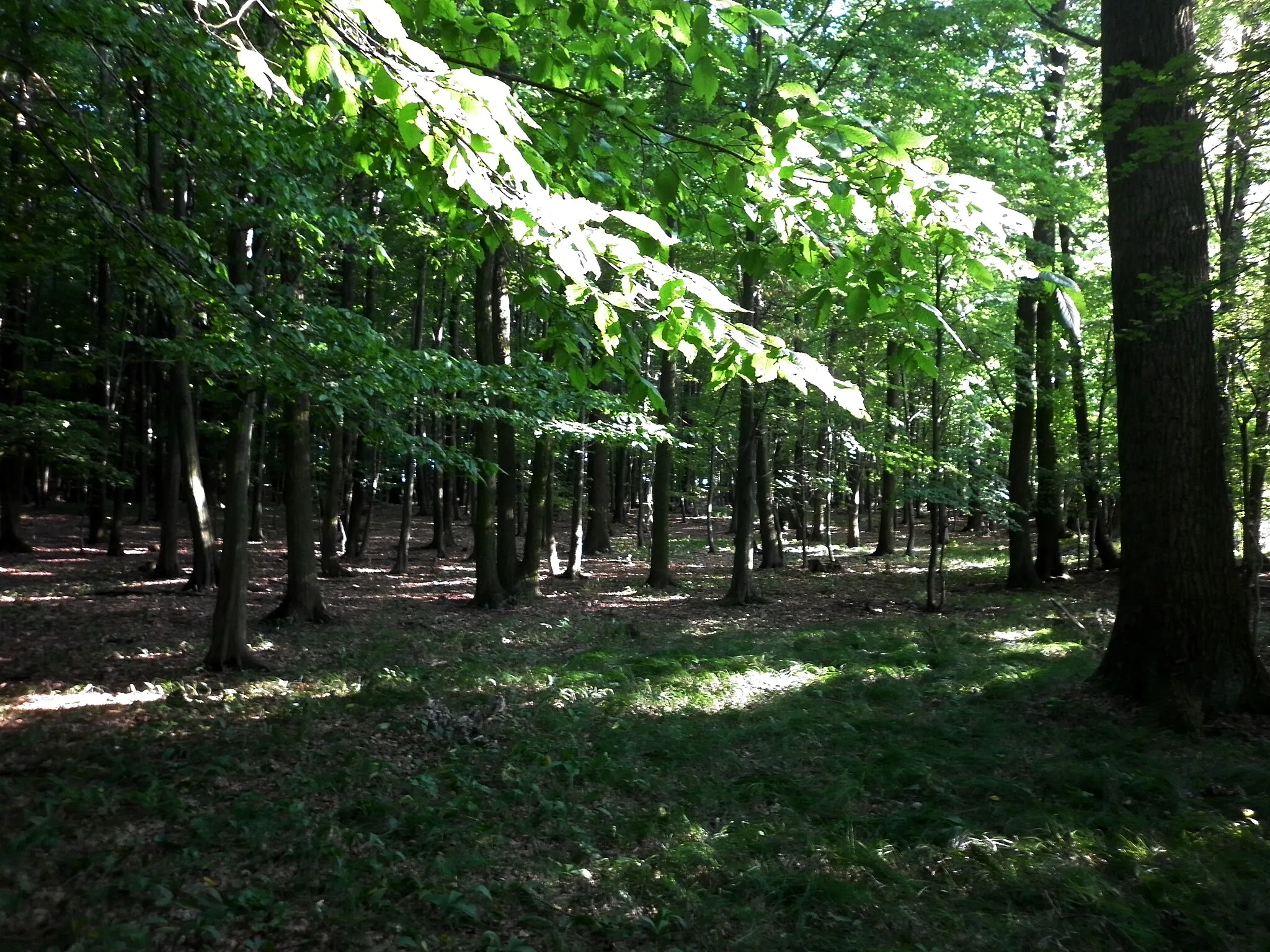 Photo showing: Natural reserve "Žernov", located in Pardubice District, Czech Republic. Valuable oak-hornbeam forest with surrounding ponds and wetlands.