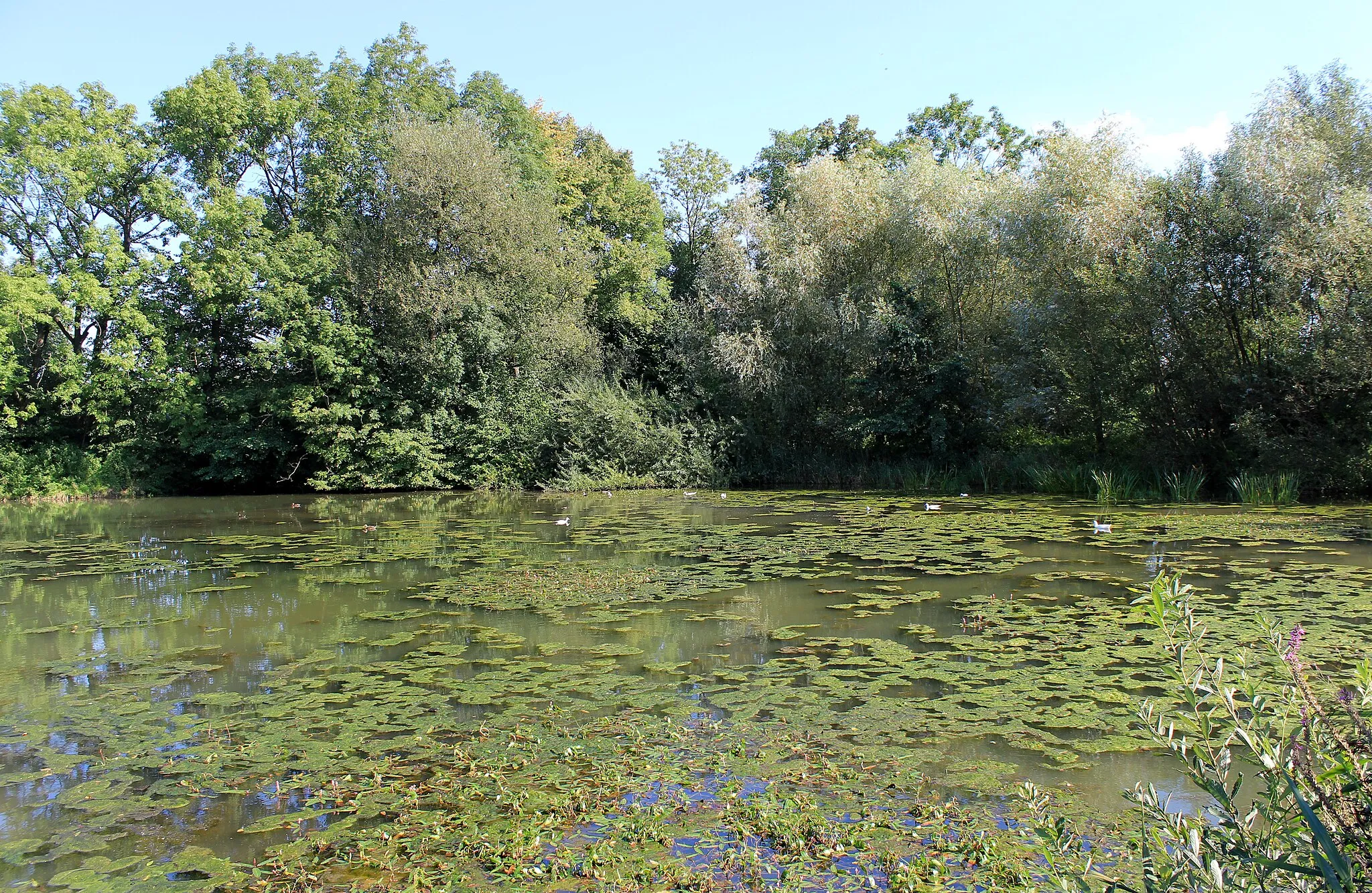 Photo showing: Malý Netřebský Pond in Netřeby, part of České Heřmanice, Czech Republic.