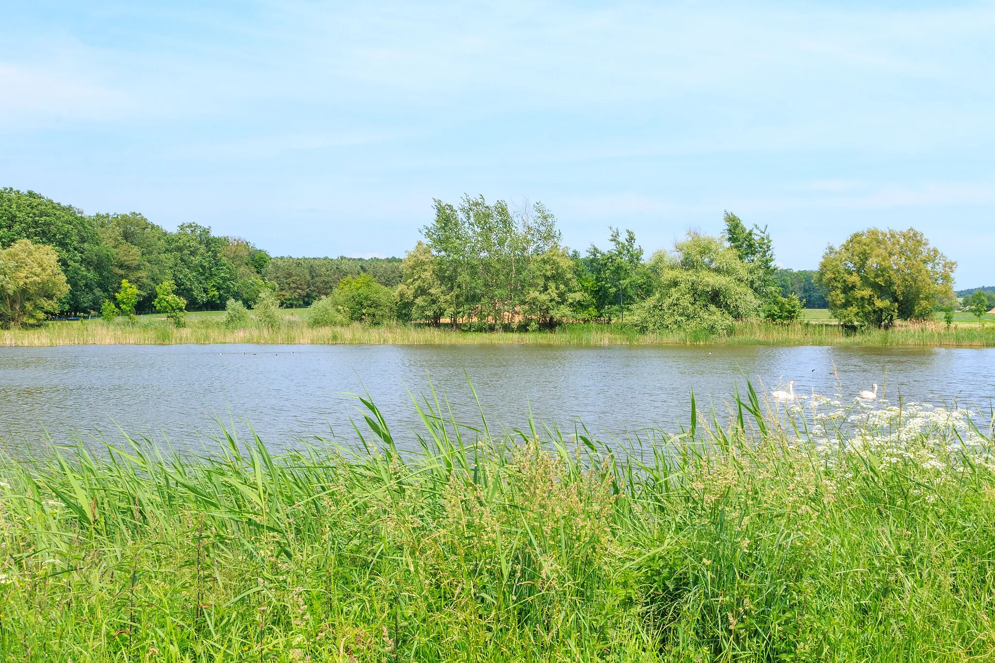 Photo showing: Bílý rybník u Kamenského Dvora