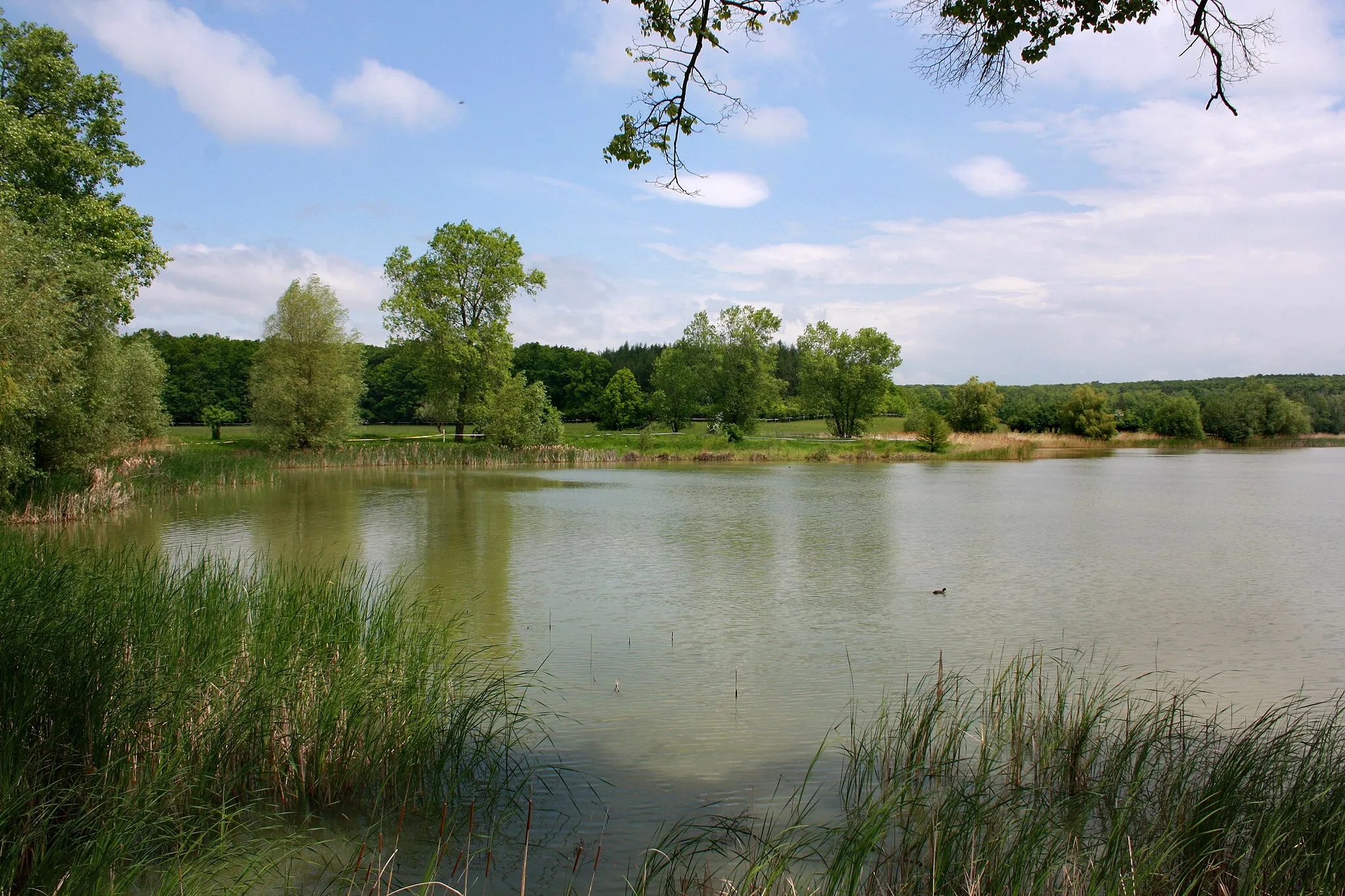 Photo showing: Holský pond in Ledkov, part of Kopidlno, Czech Republic