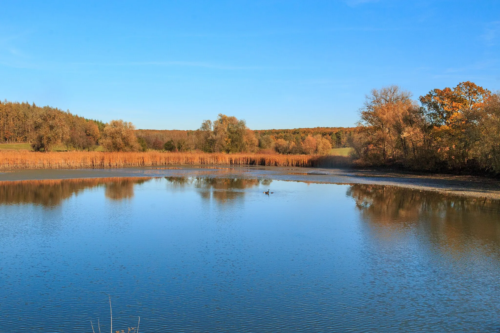 Photo showing: Holský rybník u Ledkova