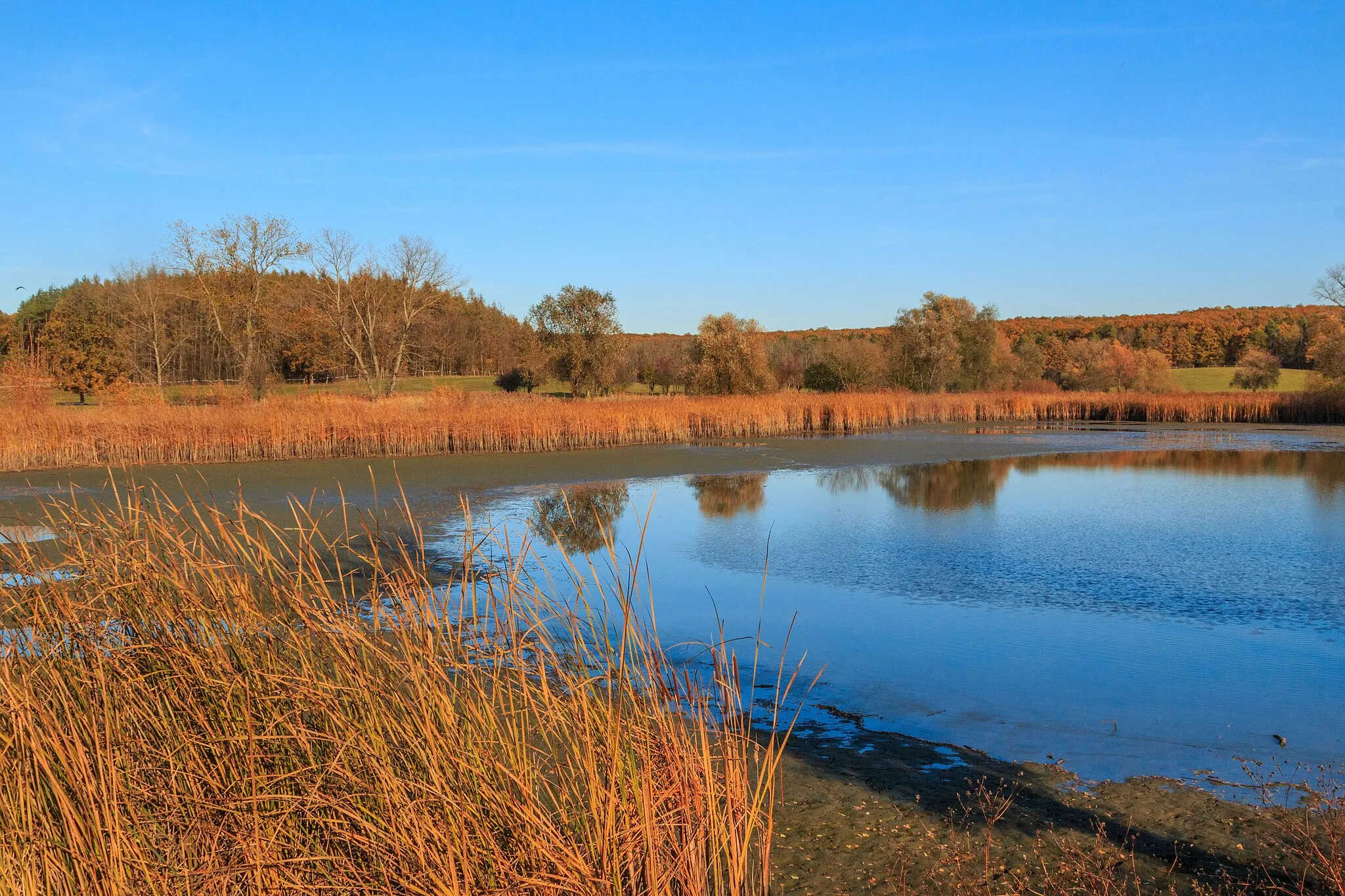 Photo showing: Holský rybník u Ledkova