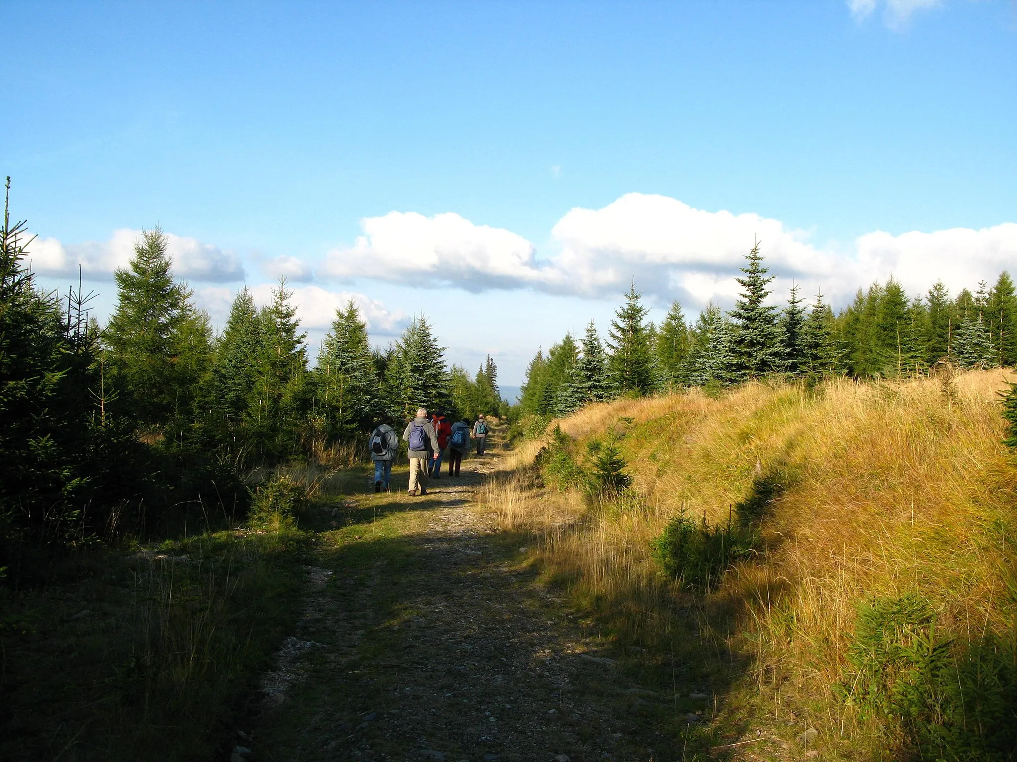 Photo showing: Picea pungens in Karkonosze, Poland