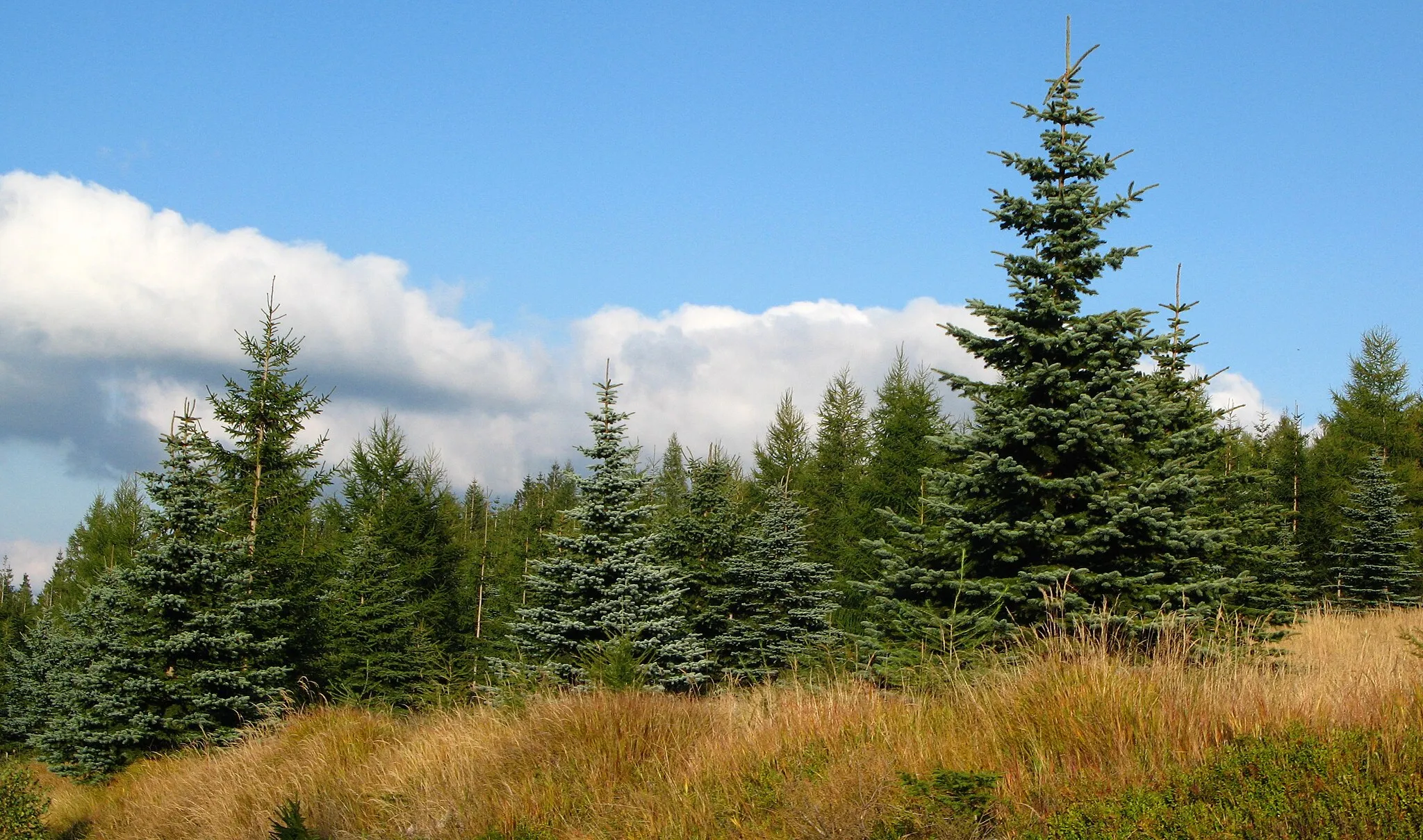 Photo showing: Picea pungens var. glauca in Karkonosze, Poland