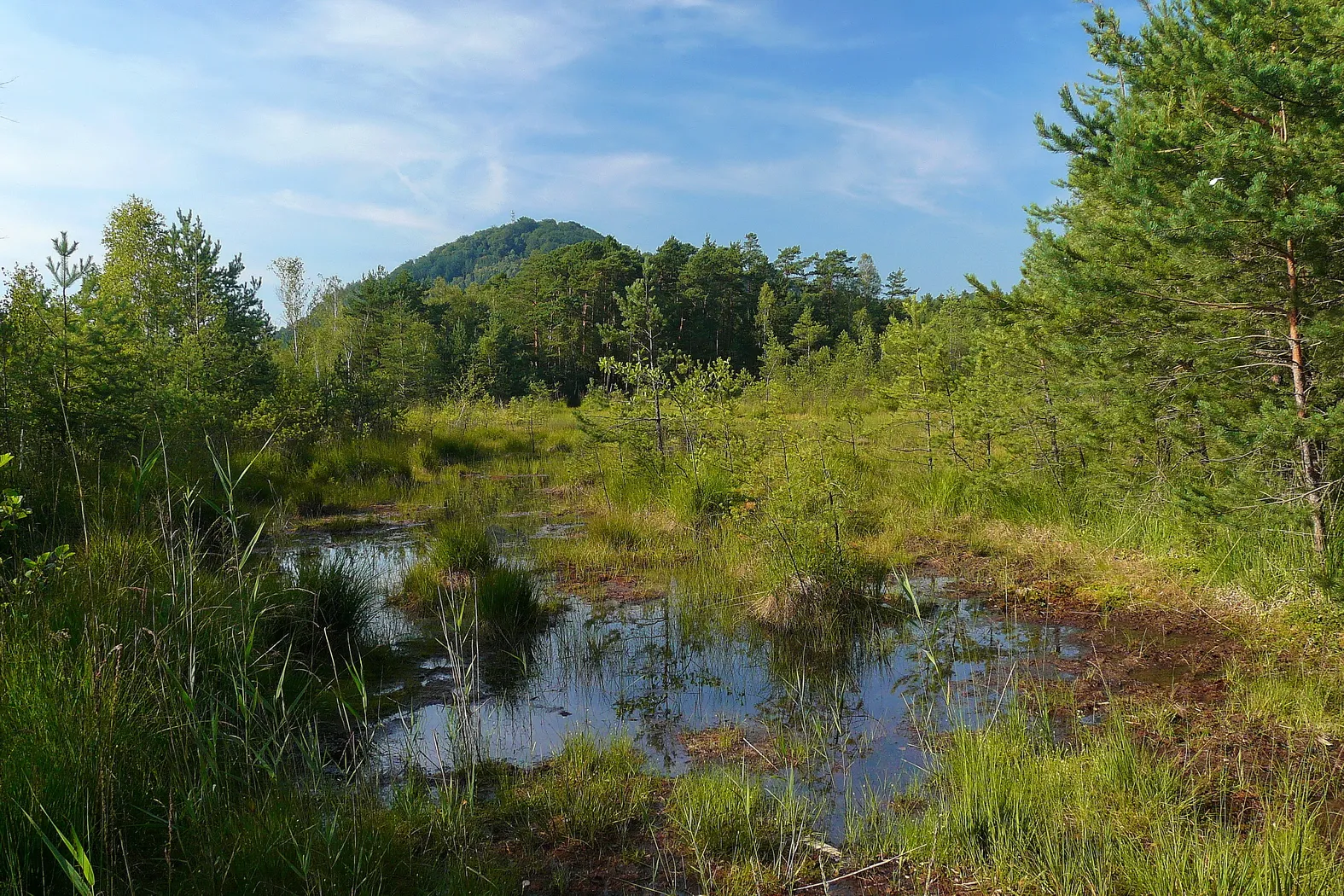 Photo showing: Borný nad NPP Swamp