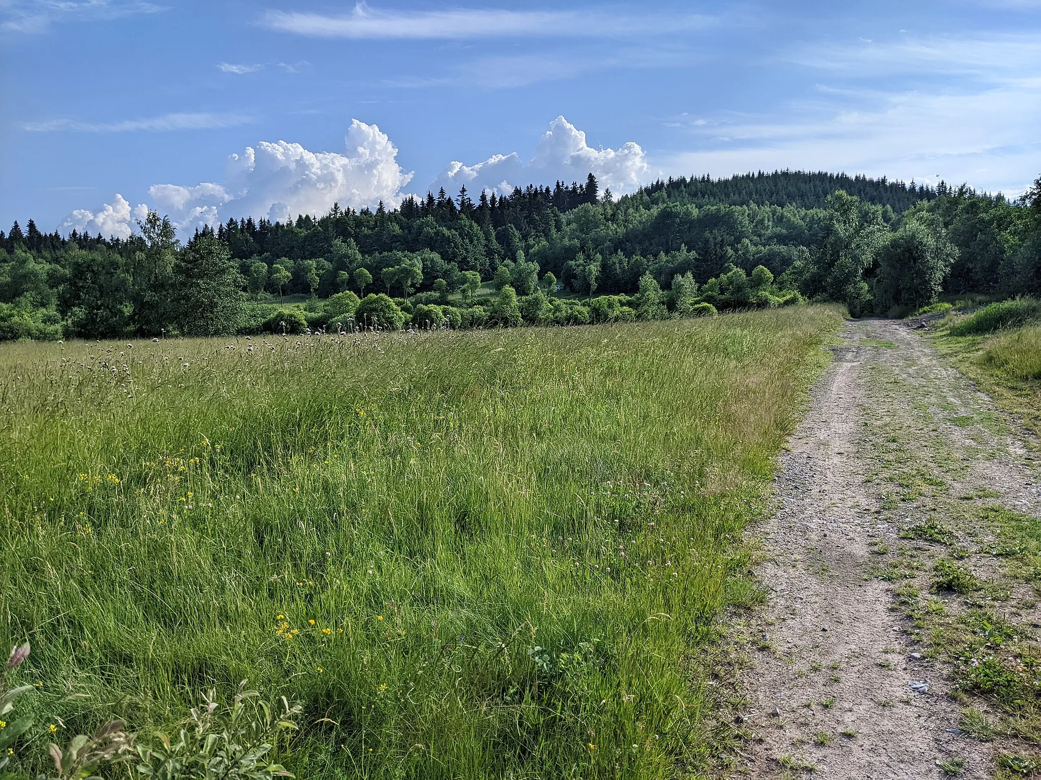 Photo showing: PR Mokřiny pod Křížovou horou na konci června 2022