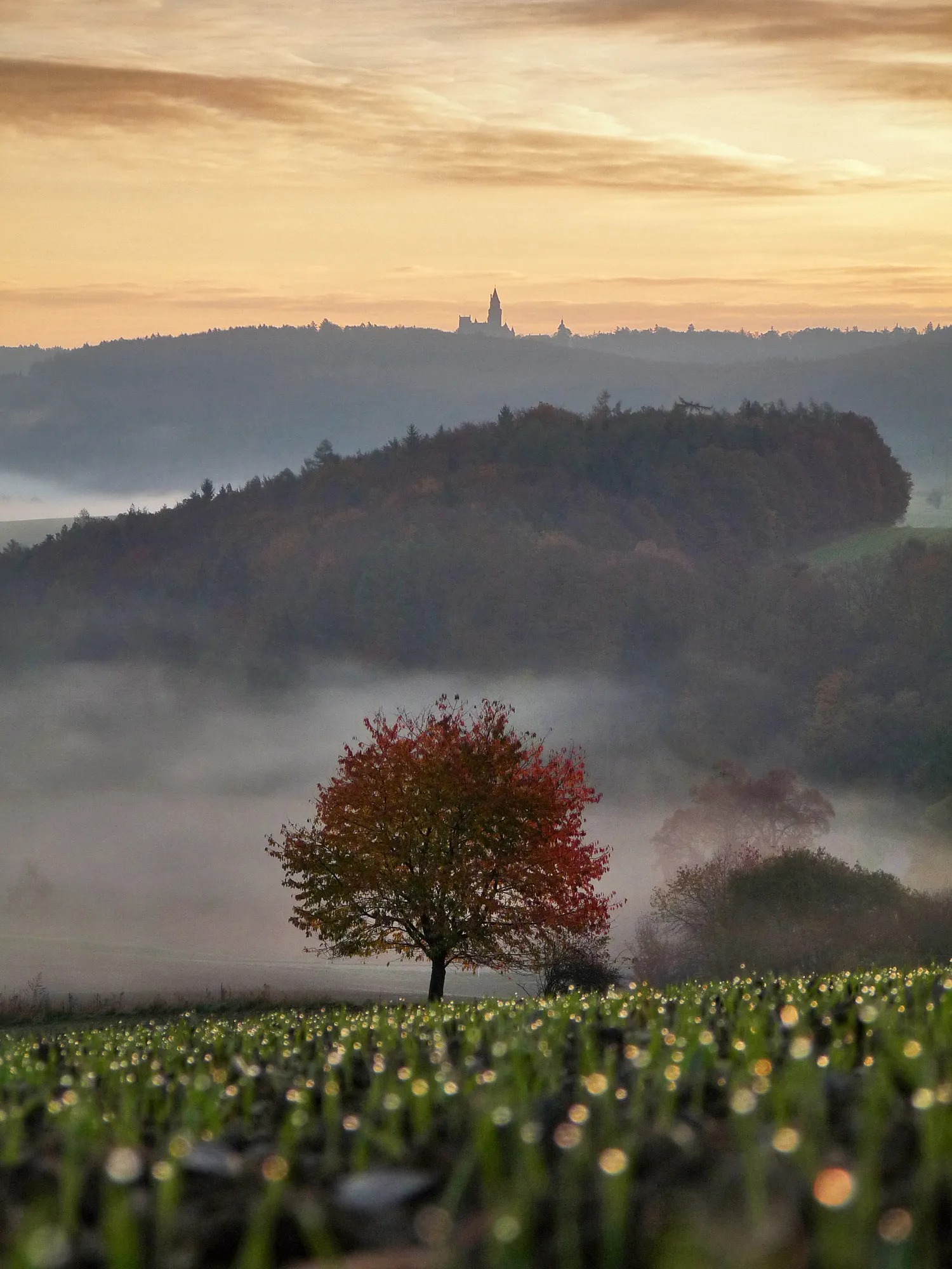 Photo showing: 500px provided description: Killer composition with Bouzov castle. [#autumn ,#mist ,#field ,#sunrise ,#fog ,#morning ,#red ,#forest ,#nature ,#tree ,#fall ,#castle ,#colorful ,#composition ,#meadow ,#Moravia ,#Bouzov]