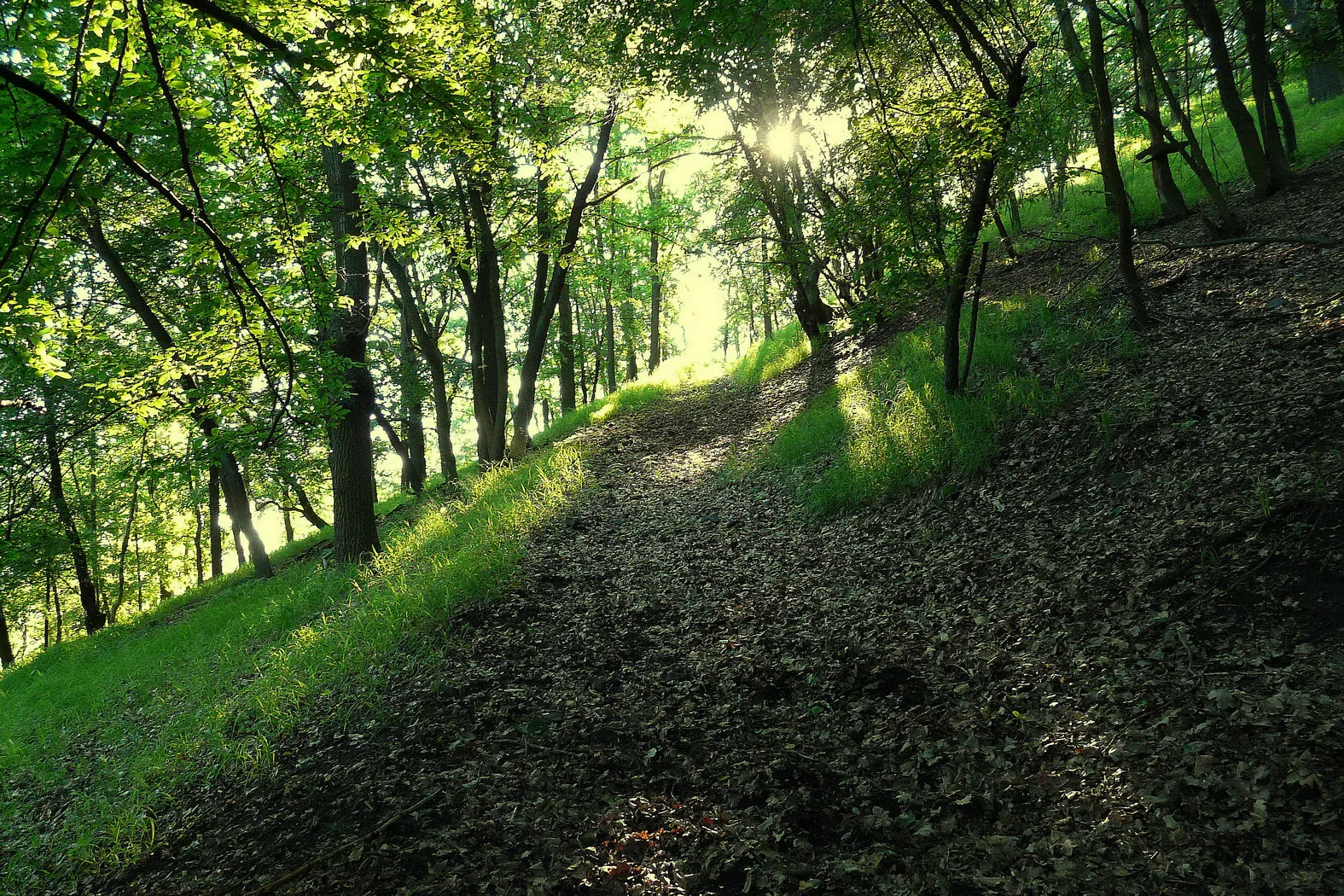 Photo showing: Cesta na Kraví horu