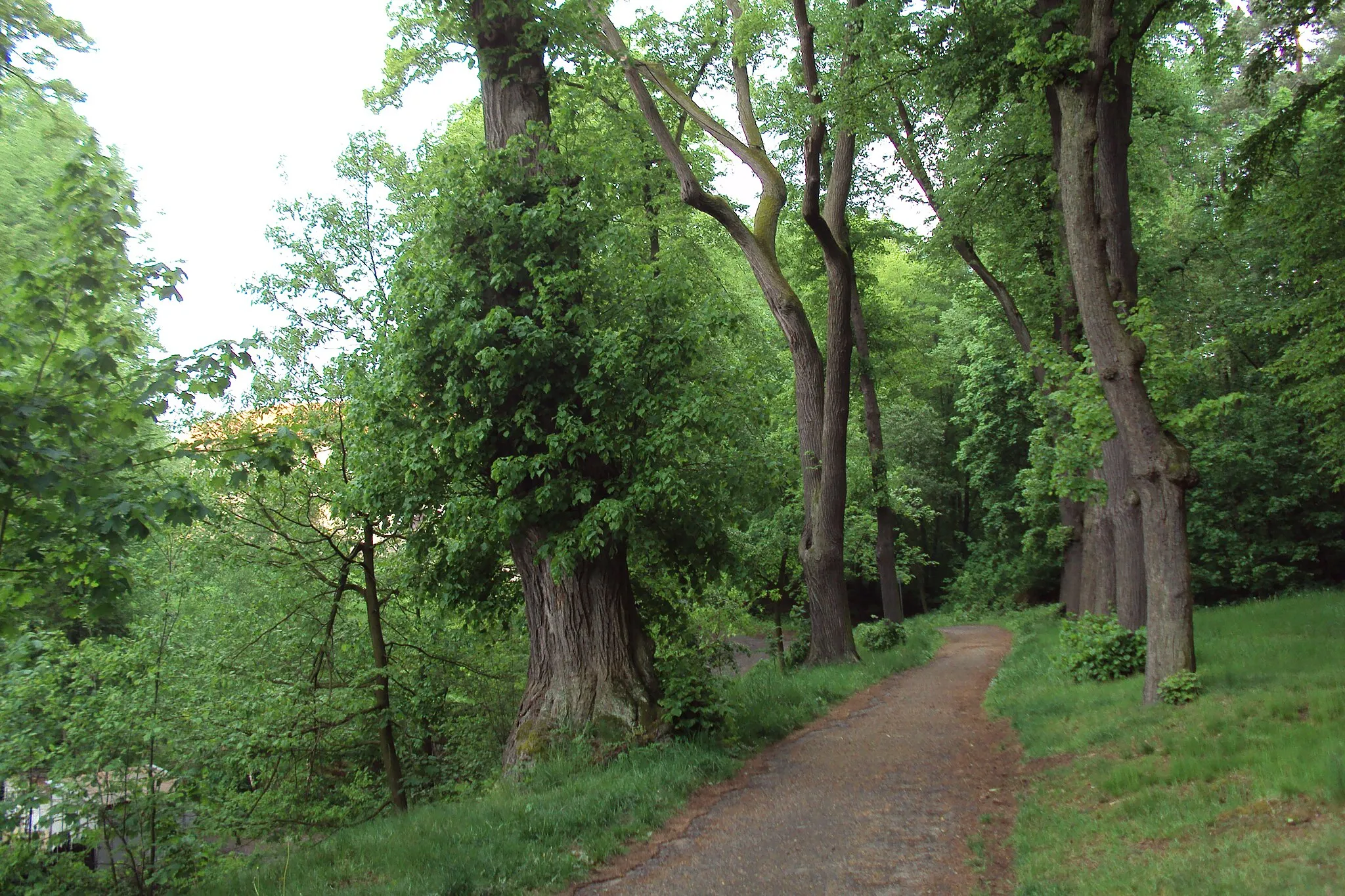 Photo showing: Alej k zámku Vartenberg ve Stráži pod Ralskem