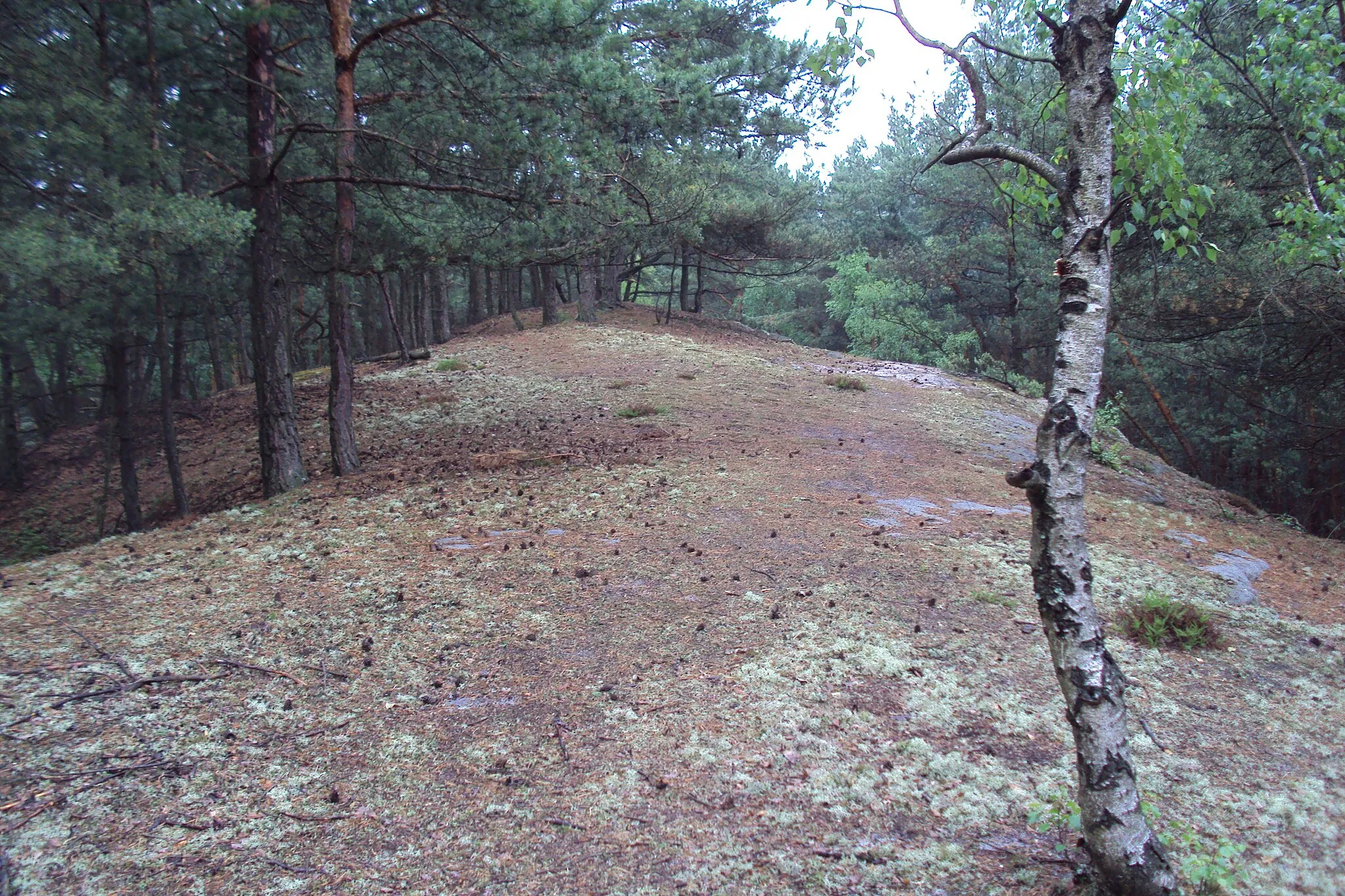 Photo showing: Skalnatý Konvalinkový vrch nedaleko Máchova jezera