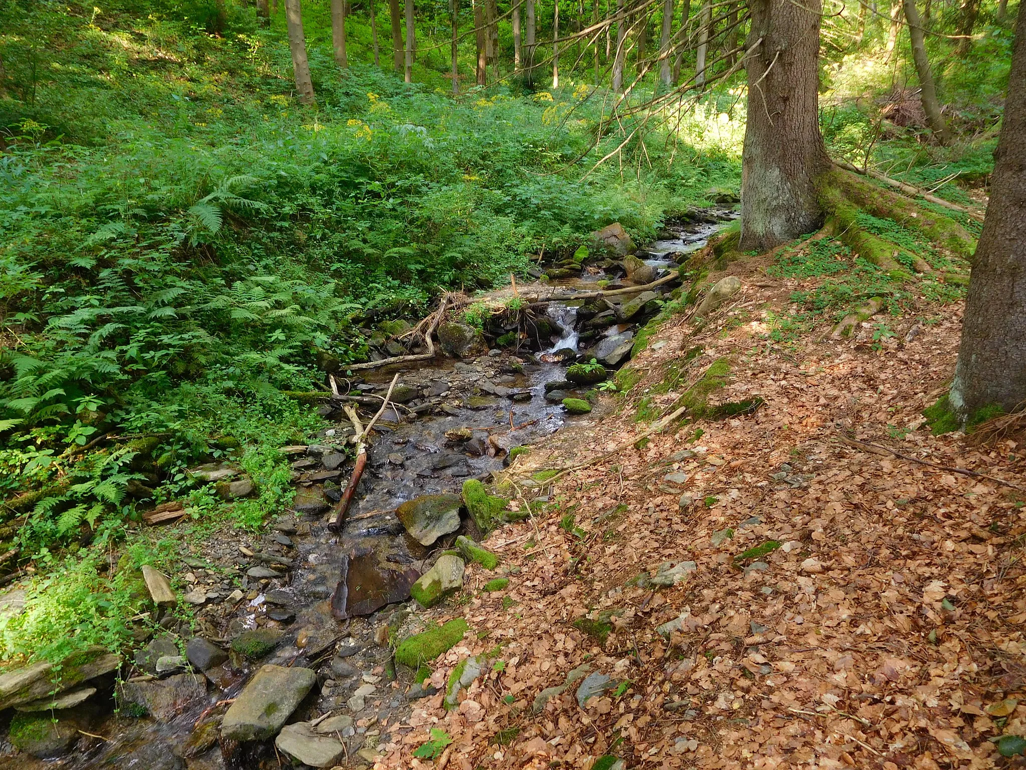 Photo showing: Janské Lázně, potok Smrčina