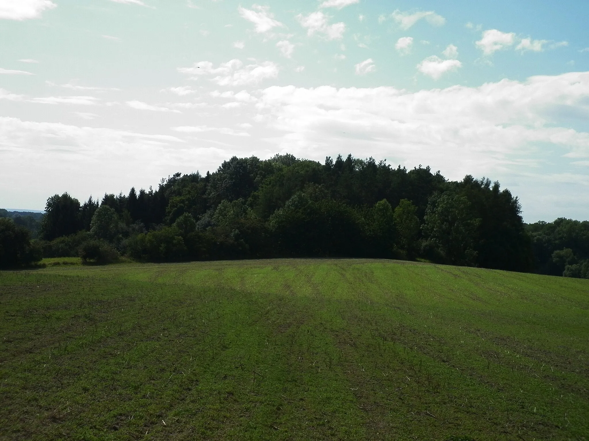 Photo showing: Natural monument  "Stráň u Trusnova" in Pardubice District, Czech Republic. Part of a hillside with putative occurence of Gentianopsis ciliata

"Borek" hill from north