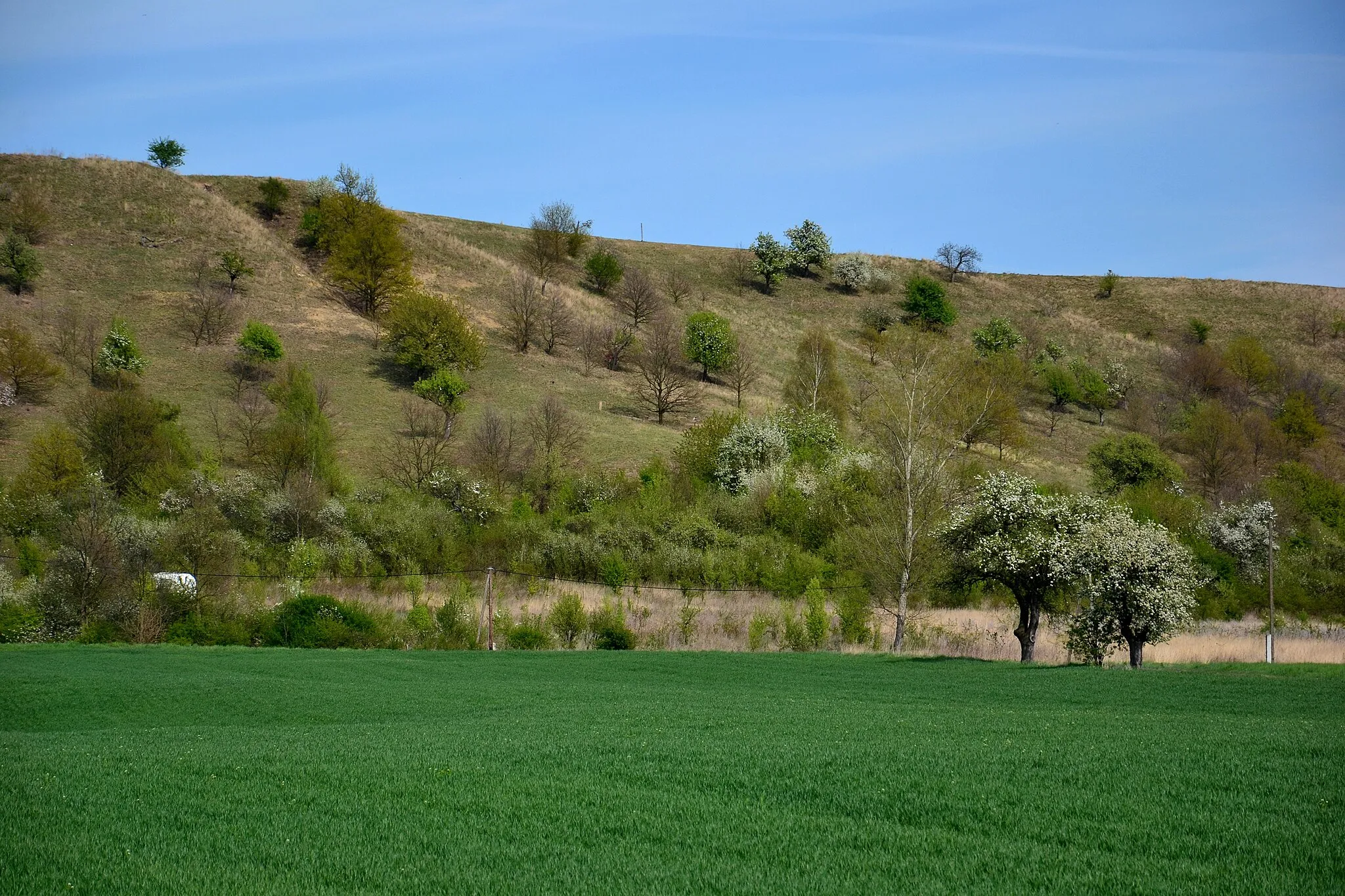 Photo showing: Natural monument Stroupeč in Louny District, Czech republic