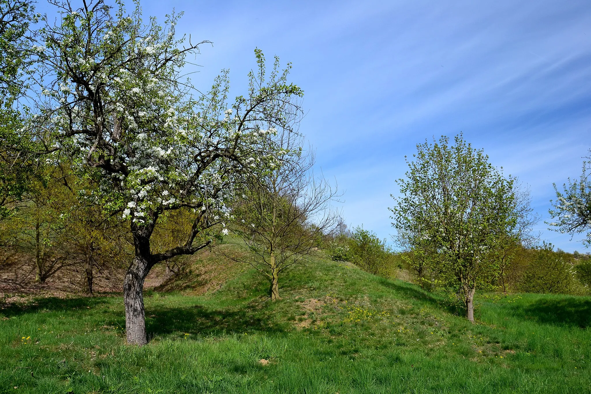 Photo showing: Natural monument Stroupeč in Louny District, Czech Republic