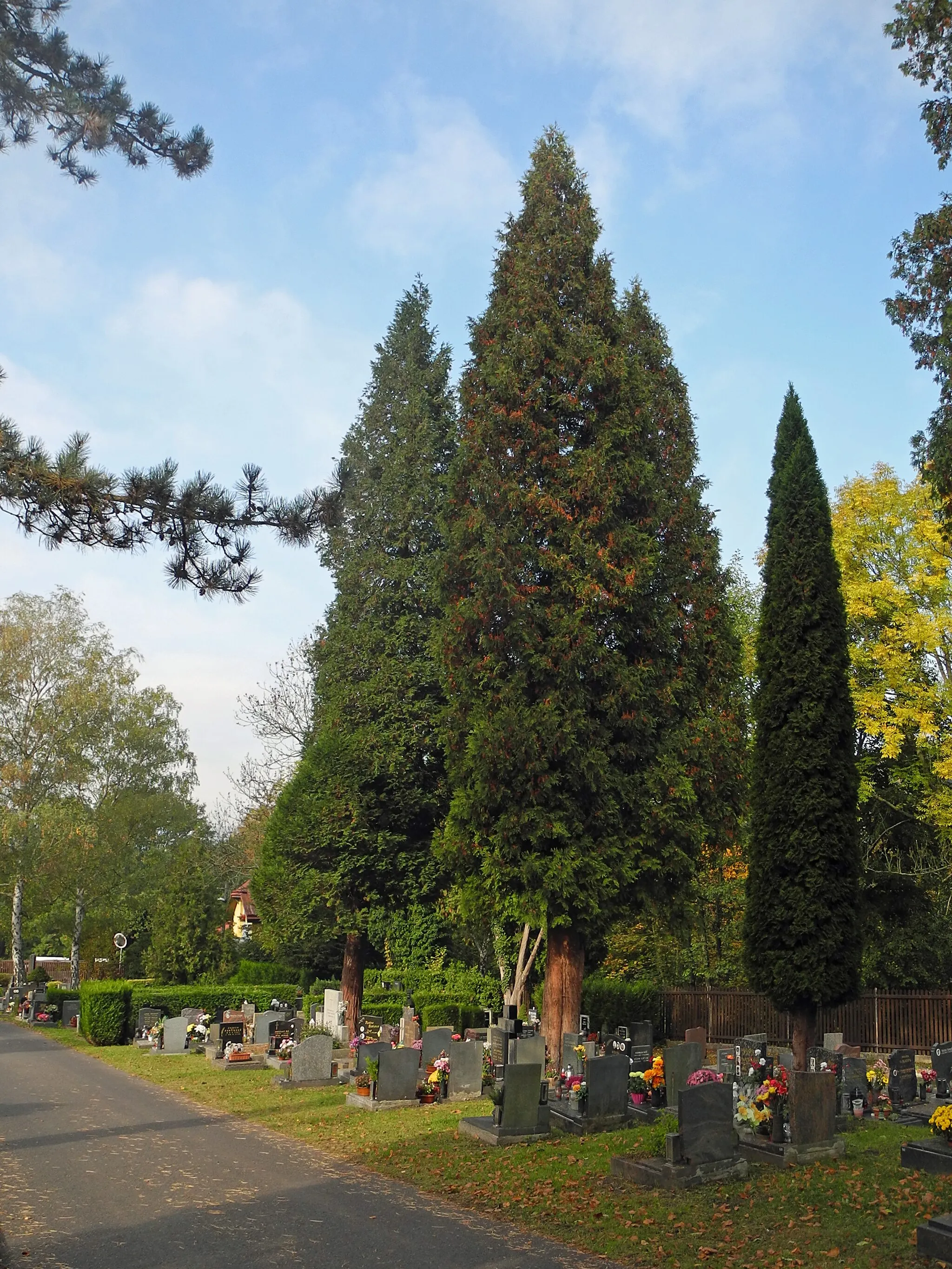 Photo showing: Friedhof in Děčín-Folknáře, Hřbitovní (Hauptfriedhof von Tetschen)