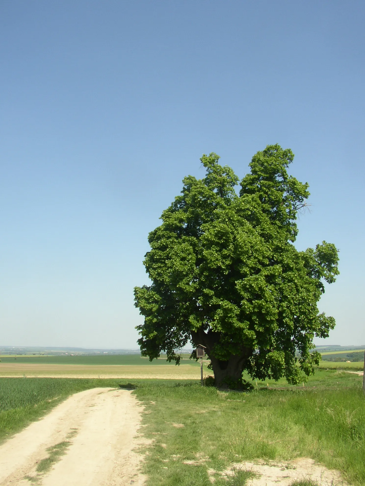 Photo showing: Lípa u Vítova (Vítov Lime), a pretected example of Large-leaved Lime (Tilia platyphyllos) near village of Vítov, part of Žižice municipality, Kladno District, Czech Republic. View from WSW.