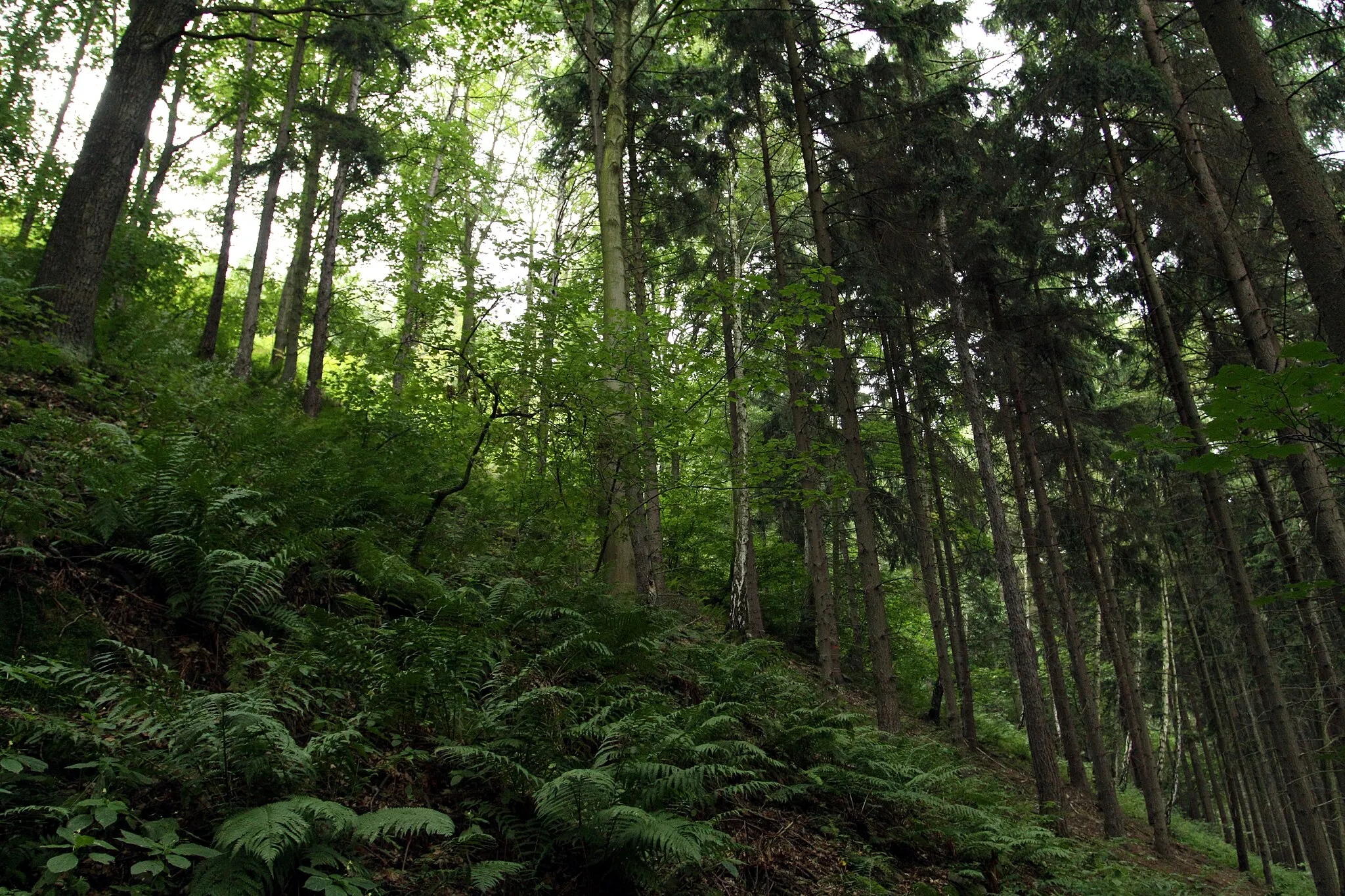 Photo showing: Natural monument Jílovské tisy close to Jílové village in Děčín District, Czech Republic