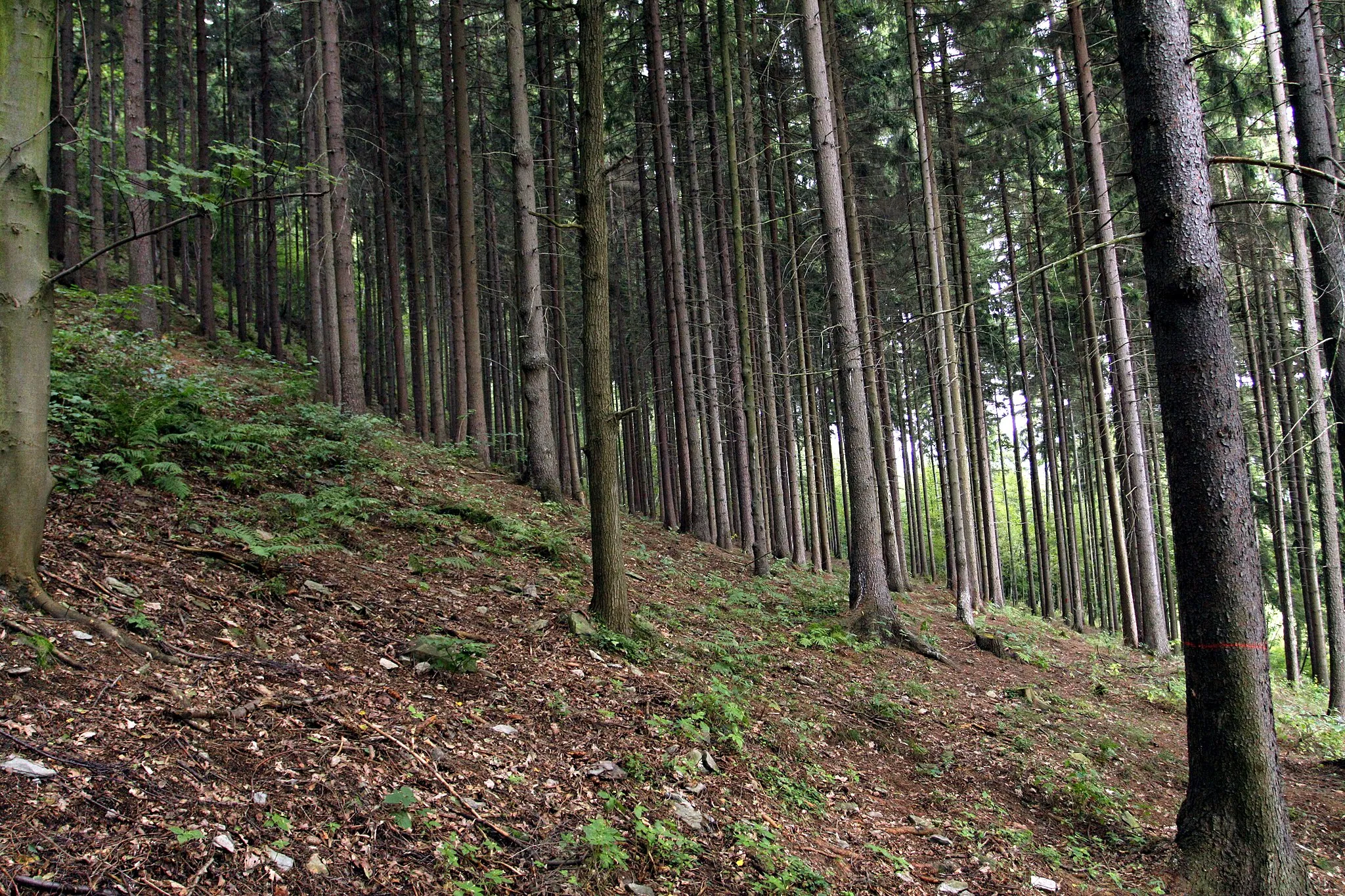 Photo showing: Natural monument Jílovské tisy close to Jílové village in Děčín District, Czech Republic