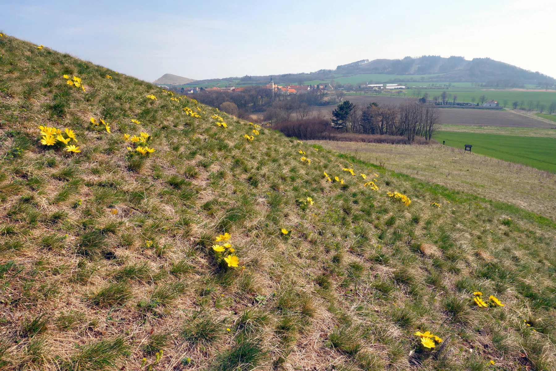 Photo showing: Jižní a východní svahy Tobiášova vrchu se na časném jaře pokrývají květy hlaváčku jarního. V pozadí ves Kozly a vrchy Číčov (vlevo) a Dlouhá.