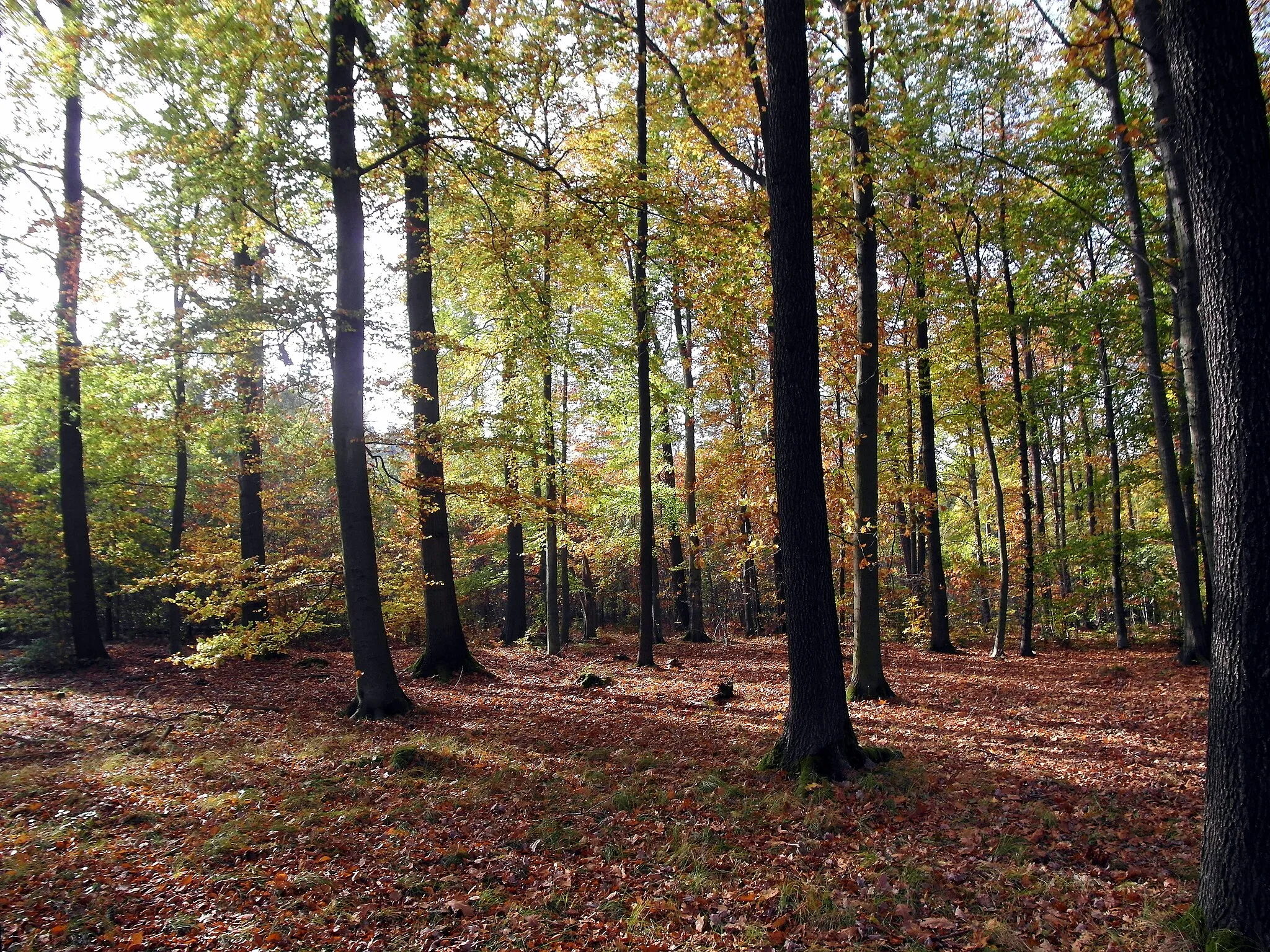 Photo showing: 24.10.2019  01734  Karsdorf/Oelsa (Rabenau): Herbstlicher Laubwald im nördlichen Teil der Zipfelheide (GMP: 50.543350,13.684900).            [SAM1551.JPG]20191024105DR.JPG(c)Blobelt