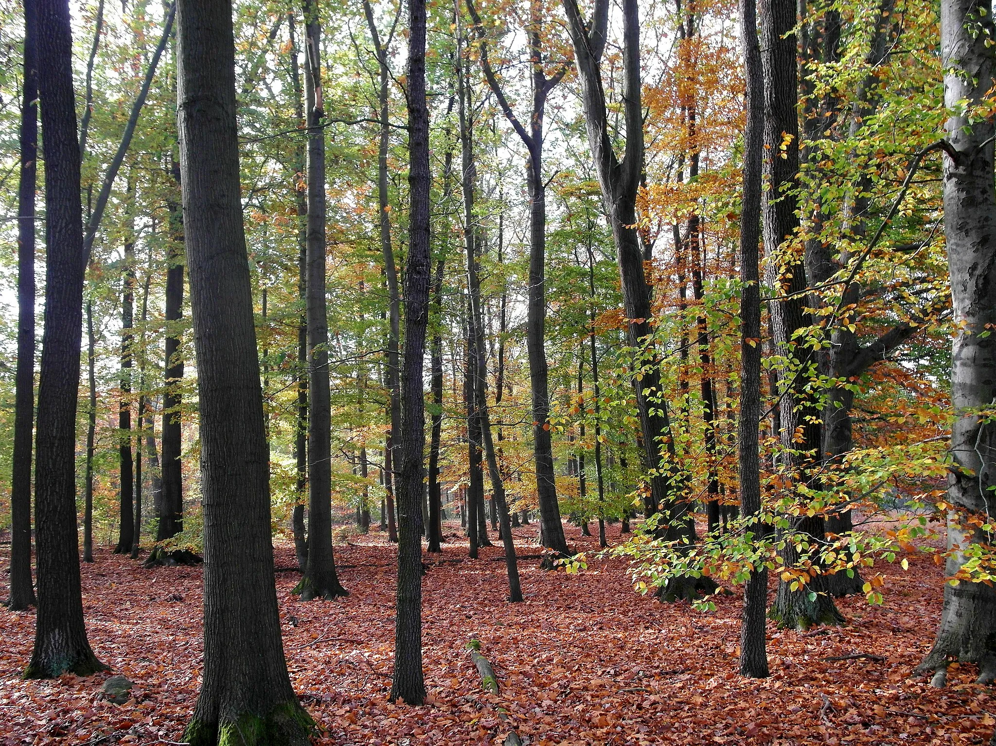 Photo showing: 24.10.2019  01734  Karsdorf/Oelsa (Rabenau): Herbstlicher Laubwald im nördlichen Teil der Zipfelheide (GMP: 50.543350,13.684900).            [SAM1549.JPG]20191024100DR.JPG(c)Blobelt