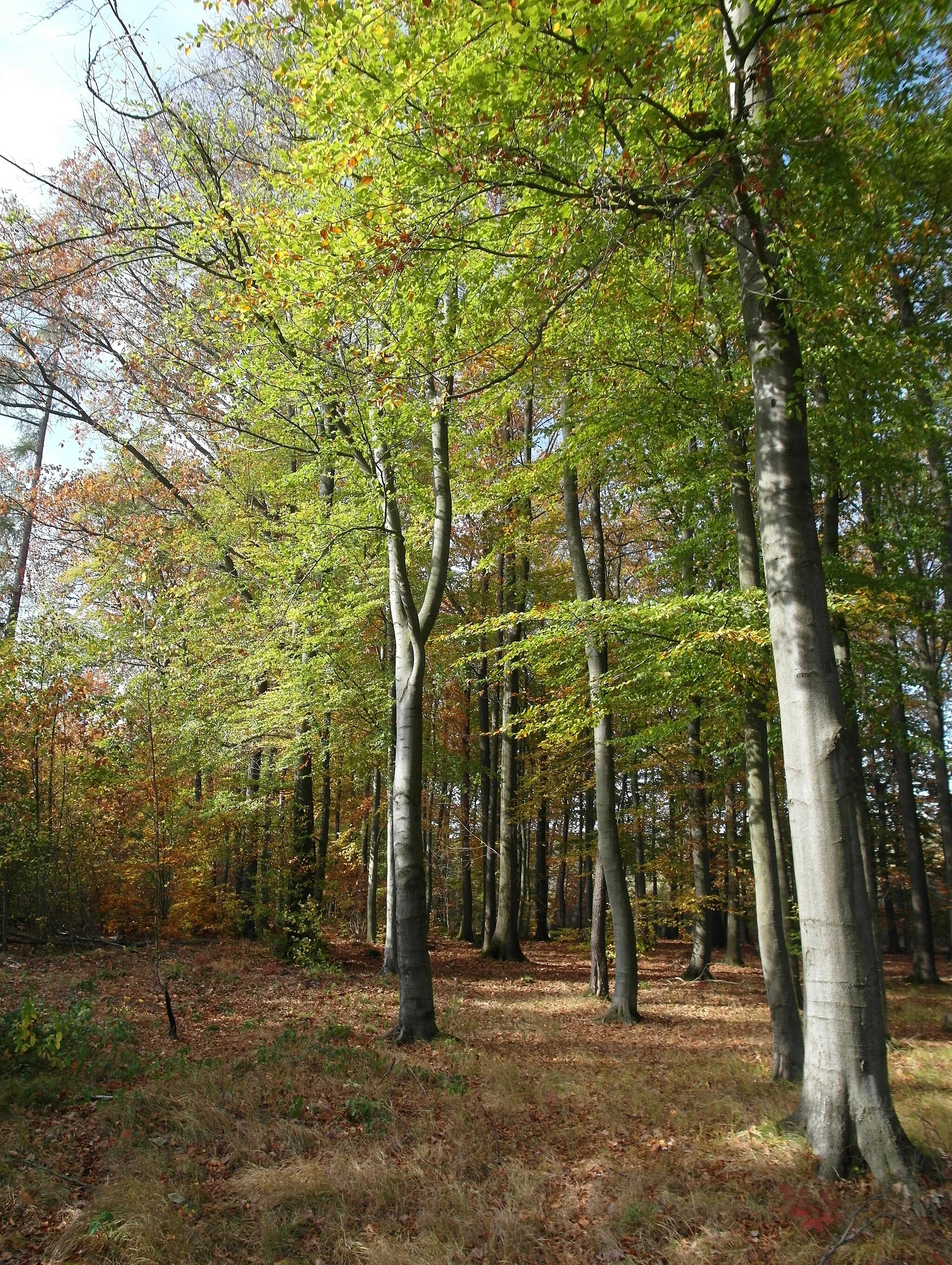 Photo showing: 24.10.2019  01734  Karsdorf/Oelsa (Rabenau): Herbstlicher Laubwald im nördlichen Teil der Zipfelheide (GMP: 50.543350,13.684900).                                        [SAM1555.JPG]20191024110DR.JPG(c)Blobelt