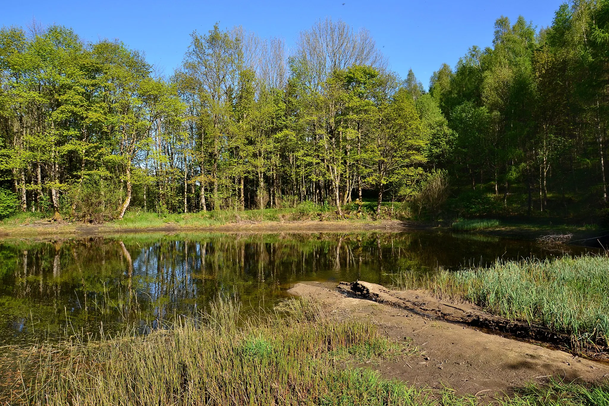 Photo showing: Rybník na okraji zaniklých Menhartic