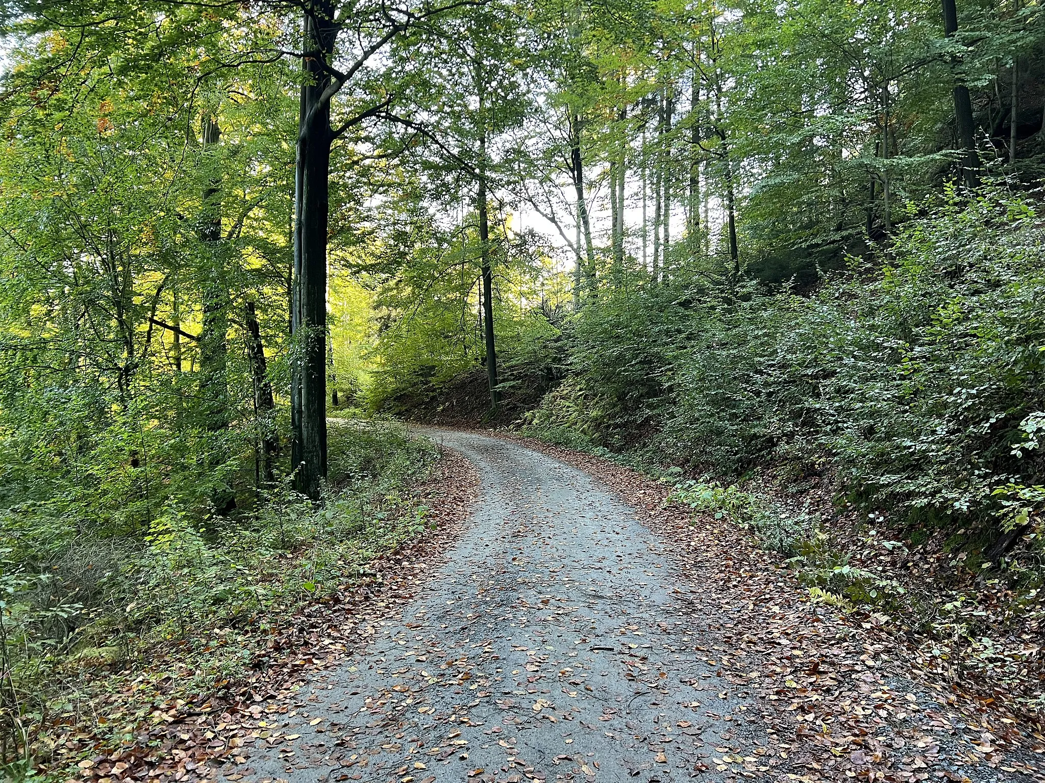 Photo showing: Neue Straße im Nationalpark Sächsische Schweiz, Sachsen, Deutschland. Die Neue Straße gehört zum Radwegenetz des Nationalparks und beginnt am Hohweg nahe Hinterhermsdorf und endet nahe dem Wettinplatz ebenfalls auf dem Hohweg.