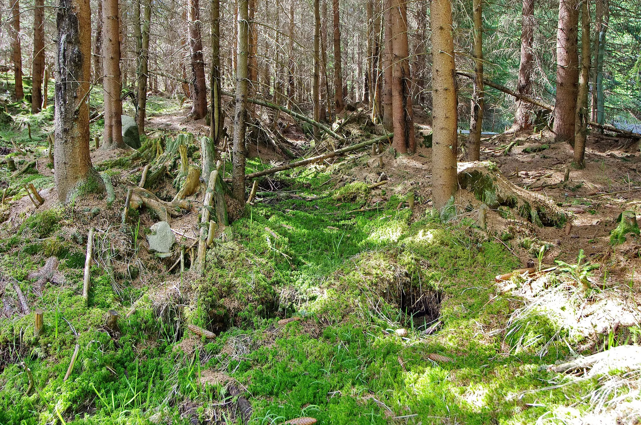 Photo showing: Prameniště Mnichovského potoka na svahu vrchu Králův Kámen, Slavkovský les, okres Cheb