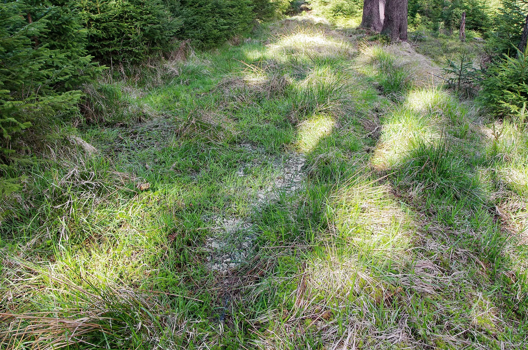 Photo showing: Prameniště Mnichovského potoka na svahu vrchu Králův Kámen, Slavkovský les, okres Cheb