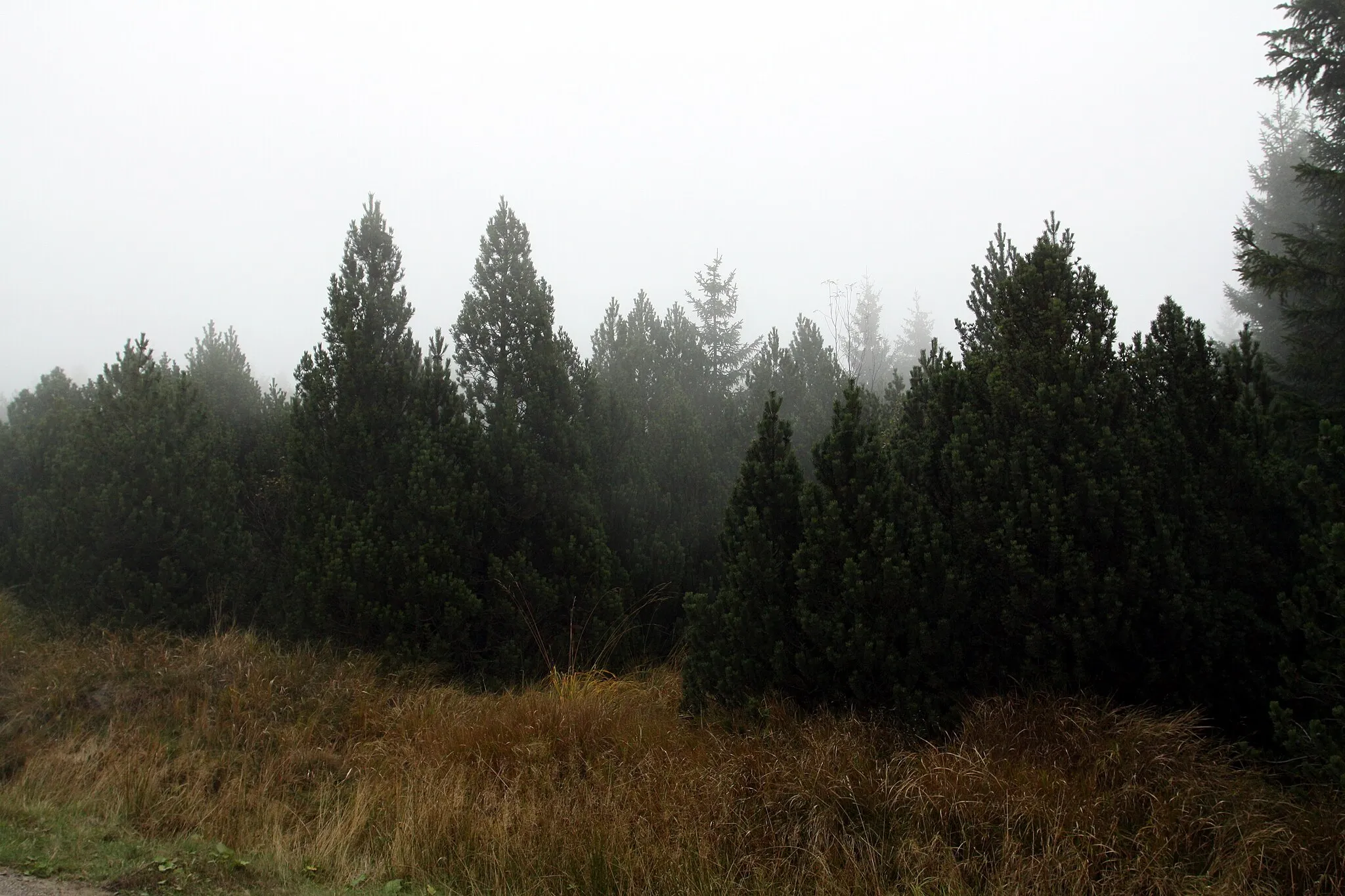 Photo showing: Nature reserve Rašeliniště U jezera - Cínovecké rašeliniště near Košťany  village in Teplice District, Czech Republic