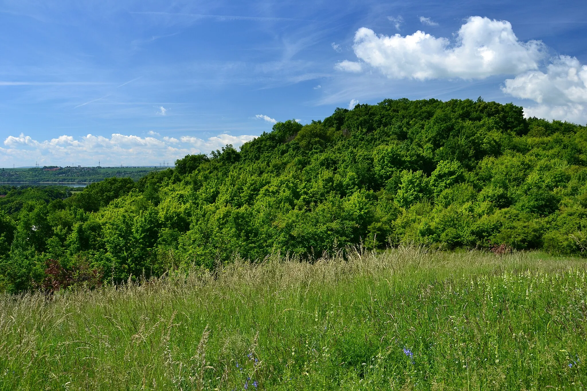 Photo showing: Běšický chochol