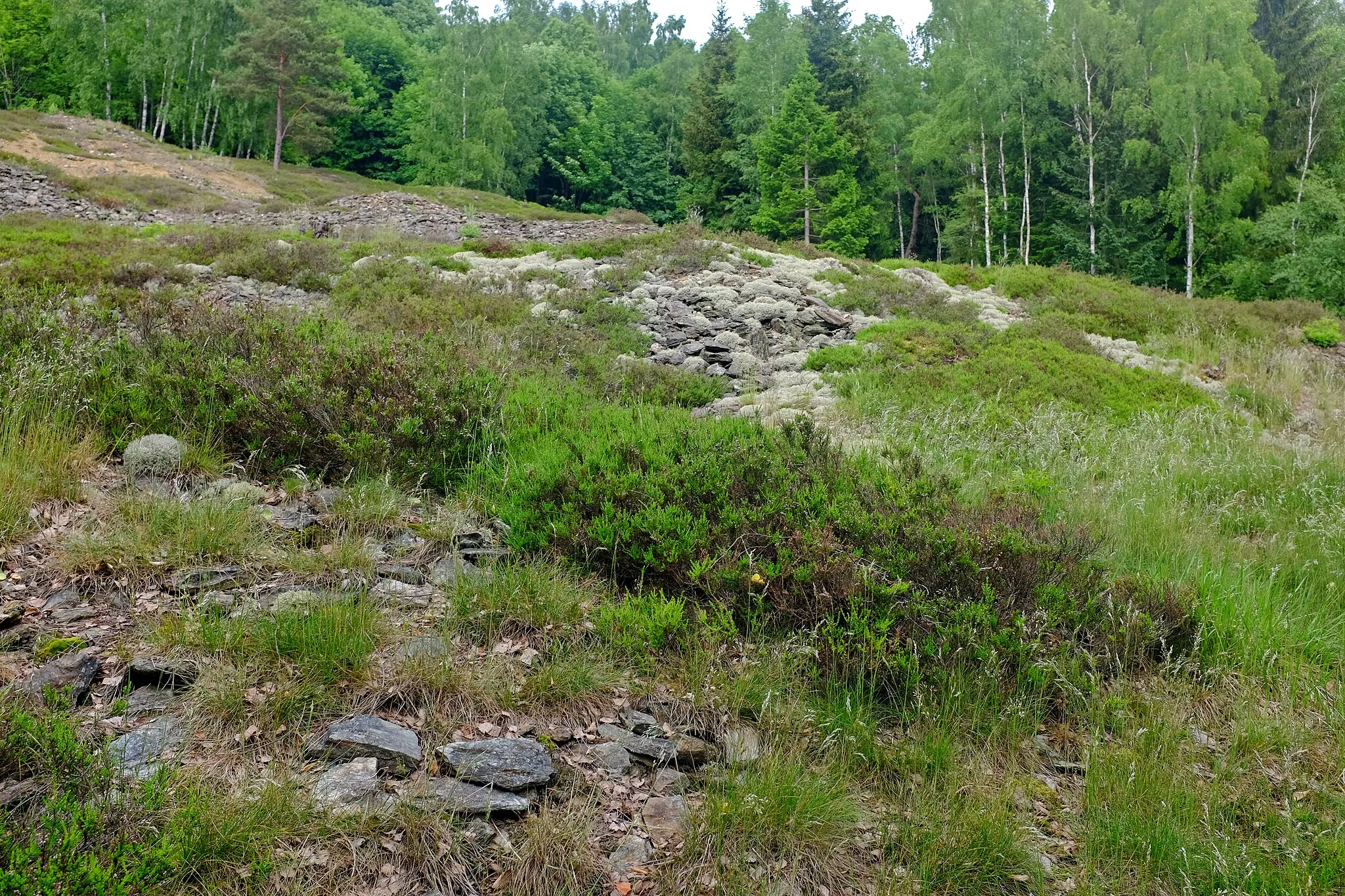 Photo showing: Evropsky významná lokalita Tisovec na jihozápadním svahu vrchu Tisovec, nad Tisovou, místní částí obce Kraslice, okres Sokolov