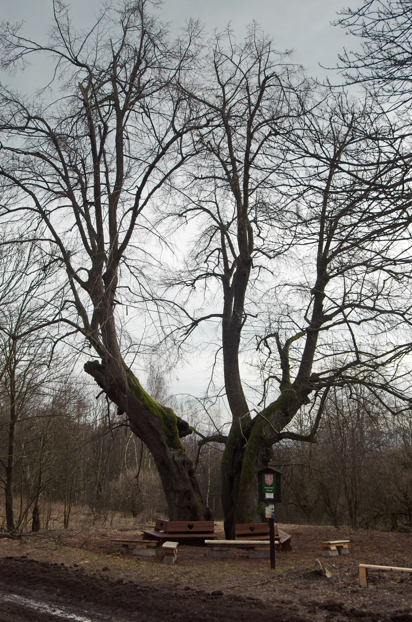 Photo showing: Památný strom Dolní Popovská lípa, okres Karlovy Vary