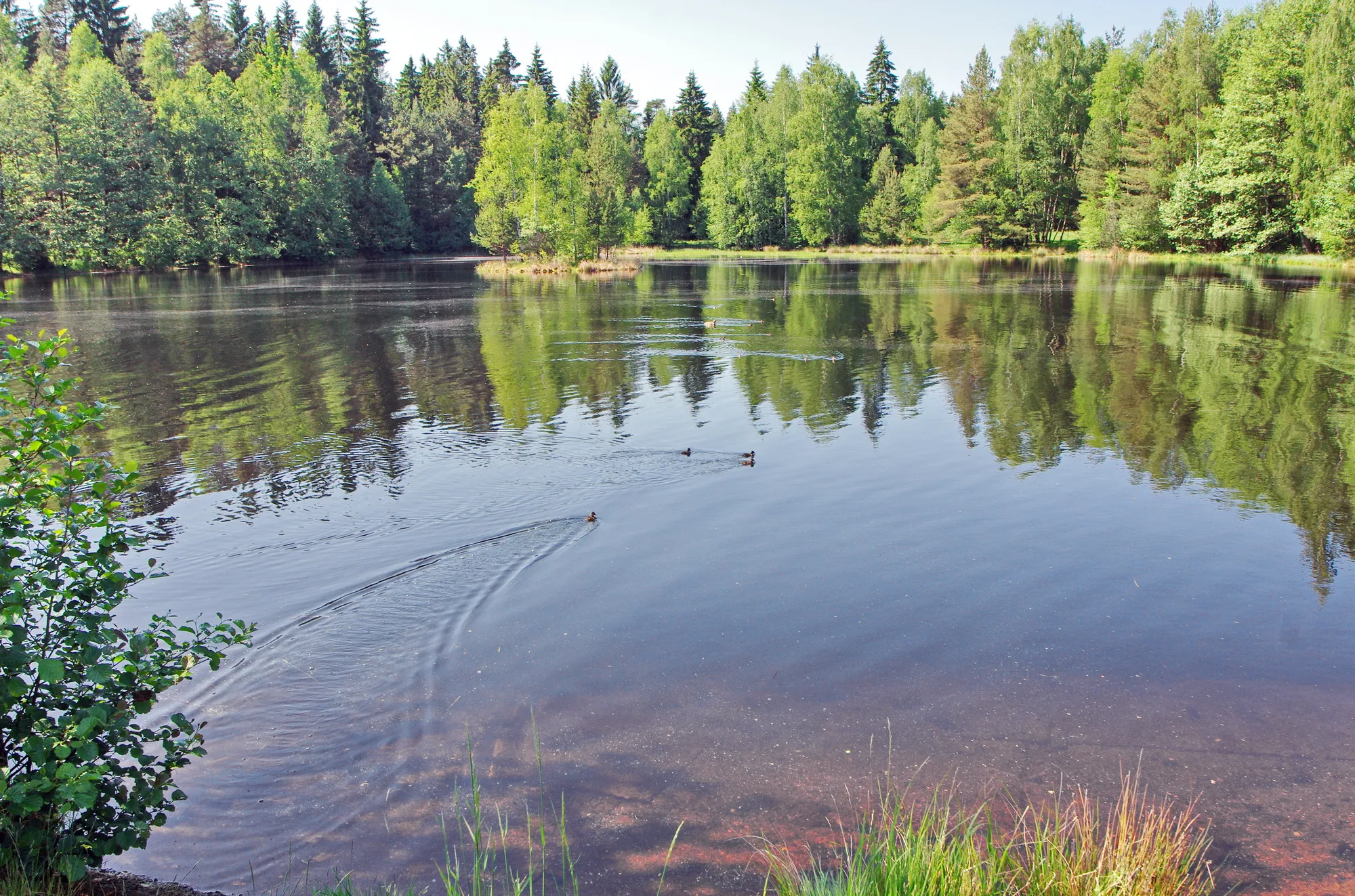 Photo showing: rybník v Třídomí, Slavkovský les, okres Sokolov