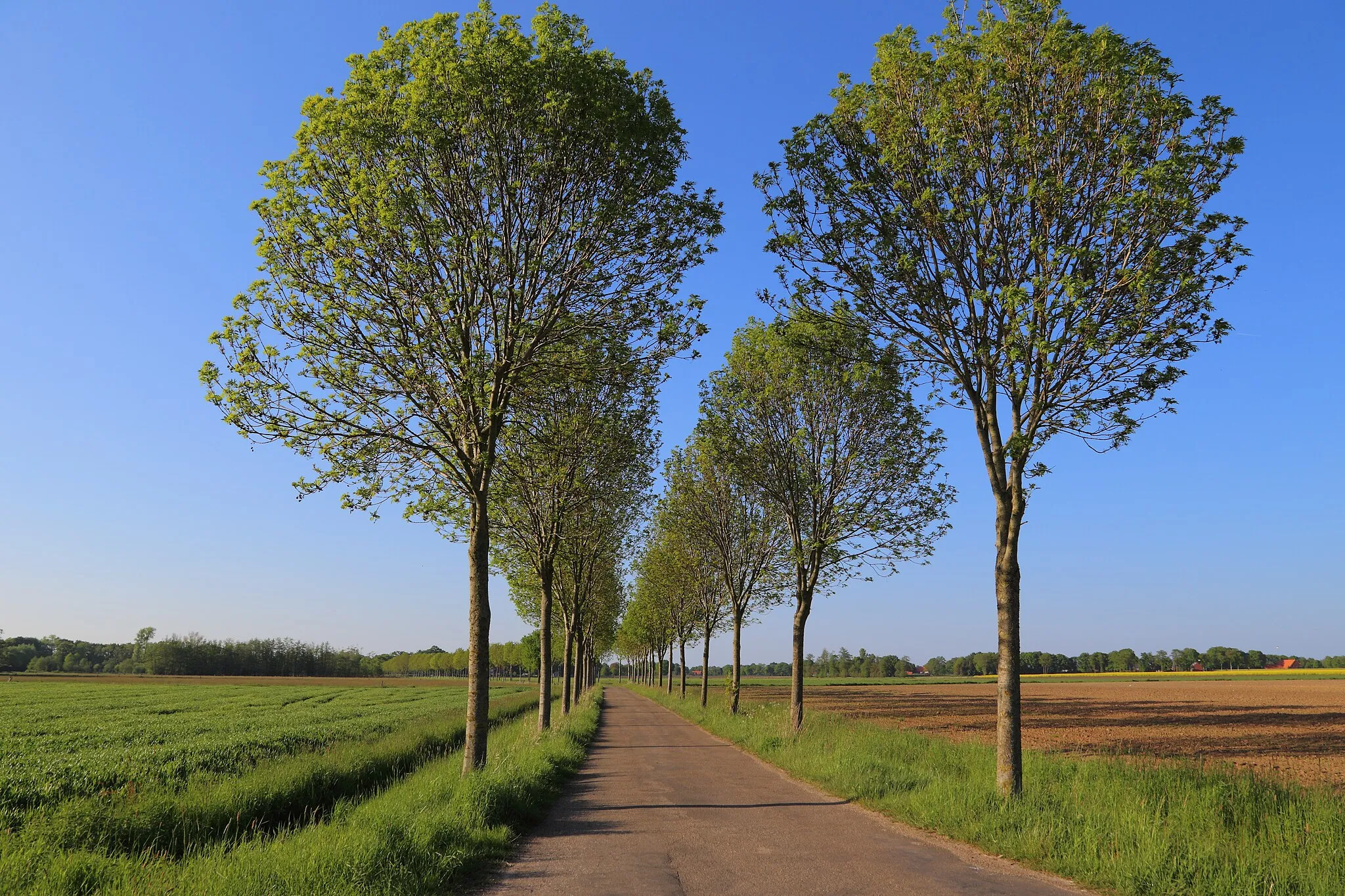 Photo showing: Frechte Street (Frechtestraße), an avenue with Fraxinus excelsior trees, in Mettingen, Kreis Steinfurt, North Rhine-Westphalia, Germany.