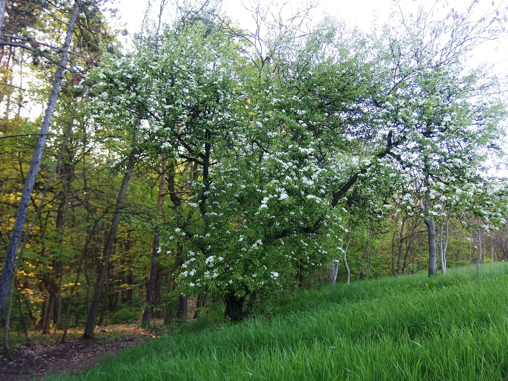 Photo showing: Kadaň, Chomutov District, Czech Republic. Svatý vrch hill.