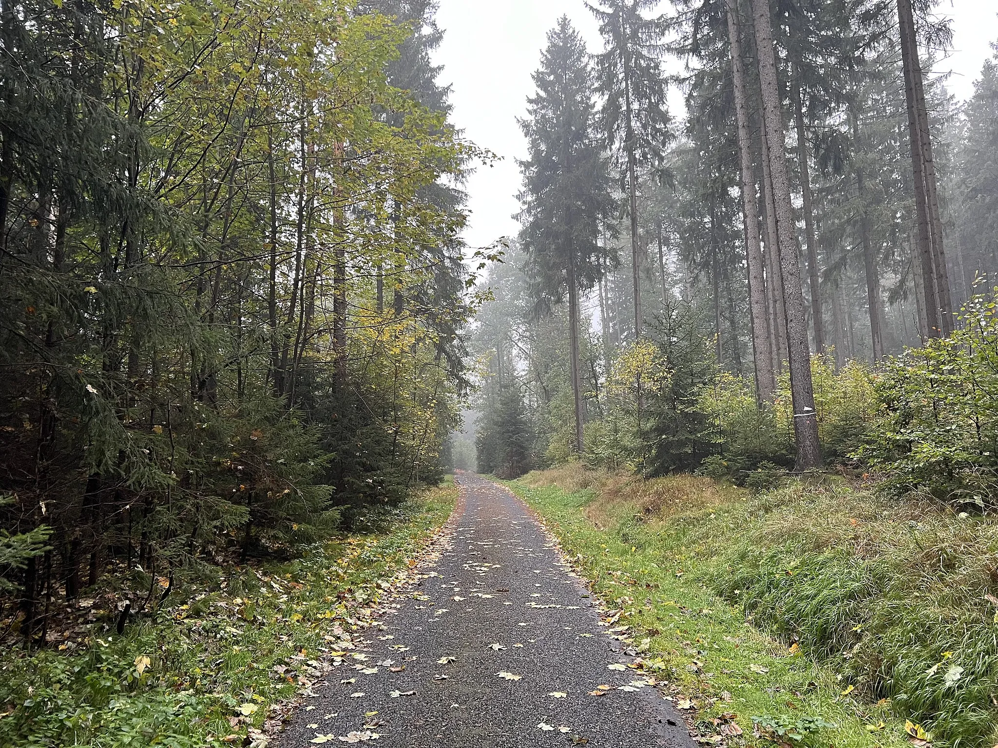 Photo showing: Fuchsbachstrasse in Rosenthal-Bielatal, Landkreis Sächsische Schweiz-Osterzgebirge, Sachsen, Deutschland. Die Fuchsbachstrasse ist eine breite Forststraße nahe der deutsch-tschechischen Grenze. Sie führt von der Königsteiner Straße, bzw. der Schneeberger Straße zur Alten Tetschener Straße.